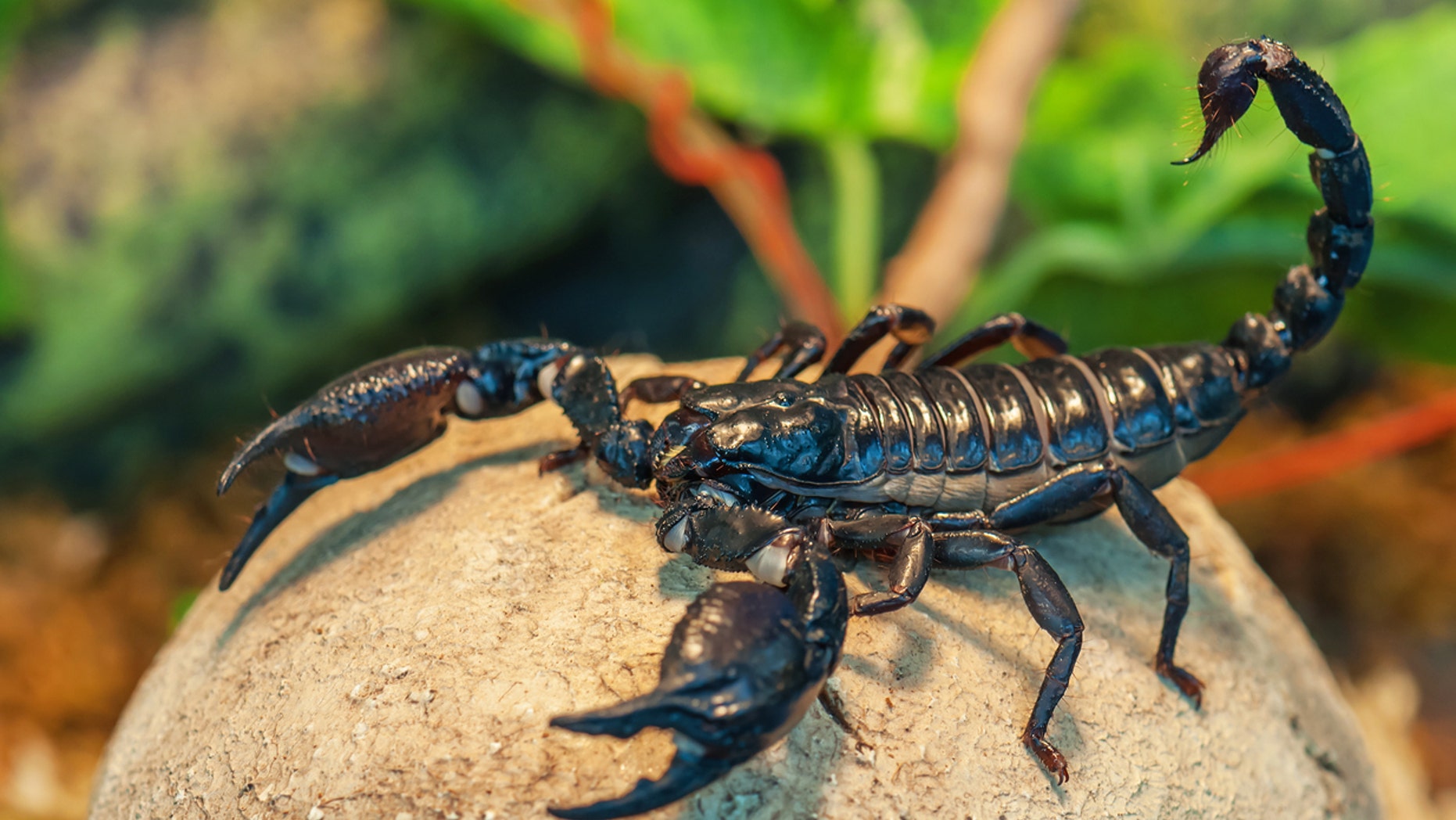 The scorpion (not pictured) may have been living on the plane for a week.