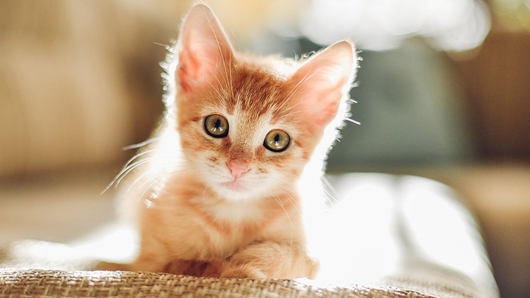 A kitten bite resulted in a medical bill of nearly $ 50,000 for a woman from Florida. (IStock)