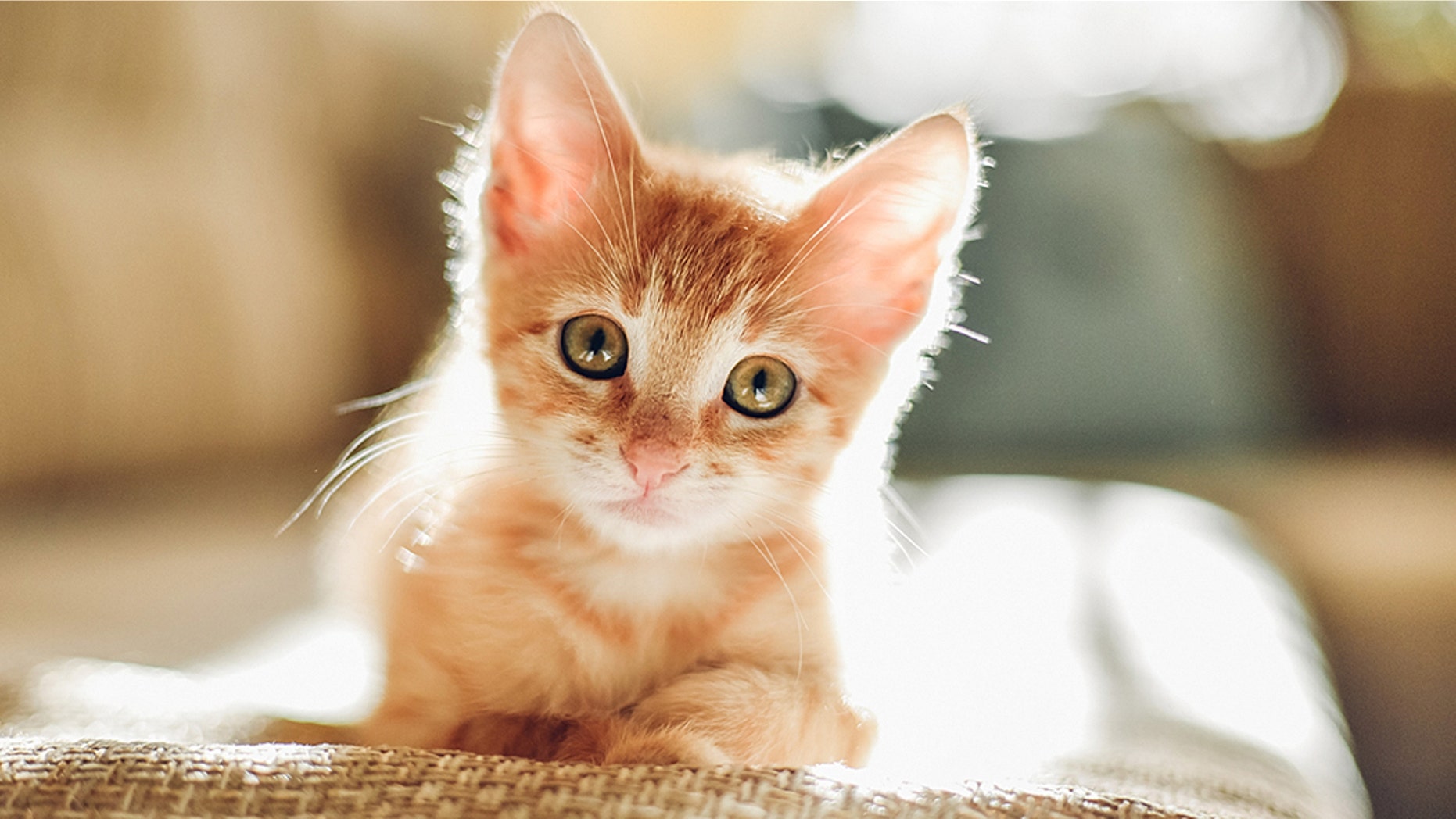 A kitten bite resulted in a medical bill of nearly $ 50,000 for a woman from Florida. (IStock)