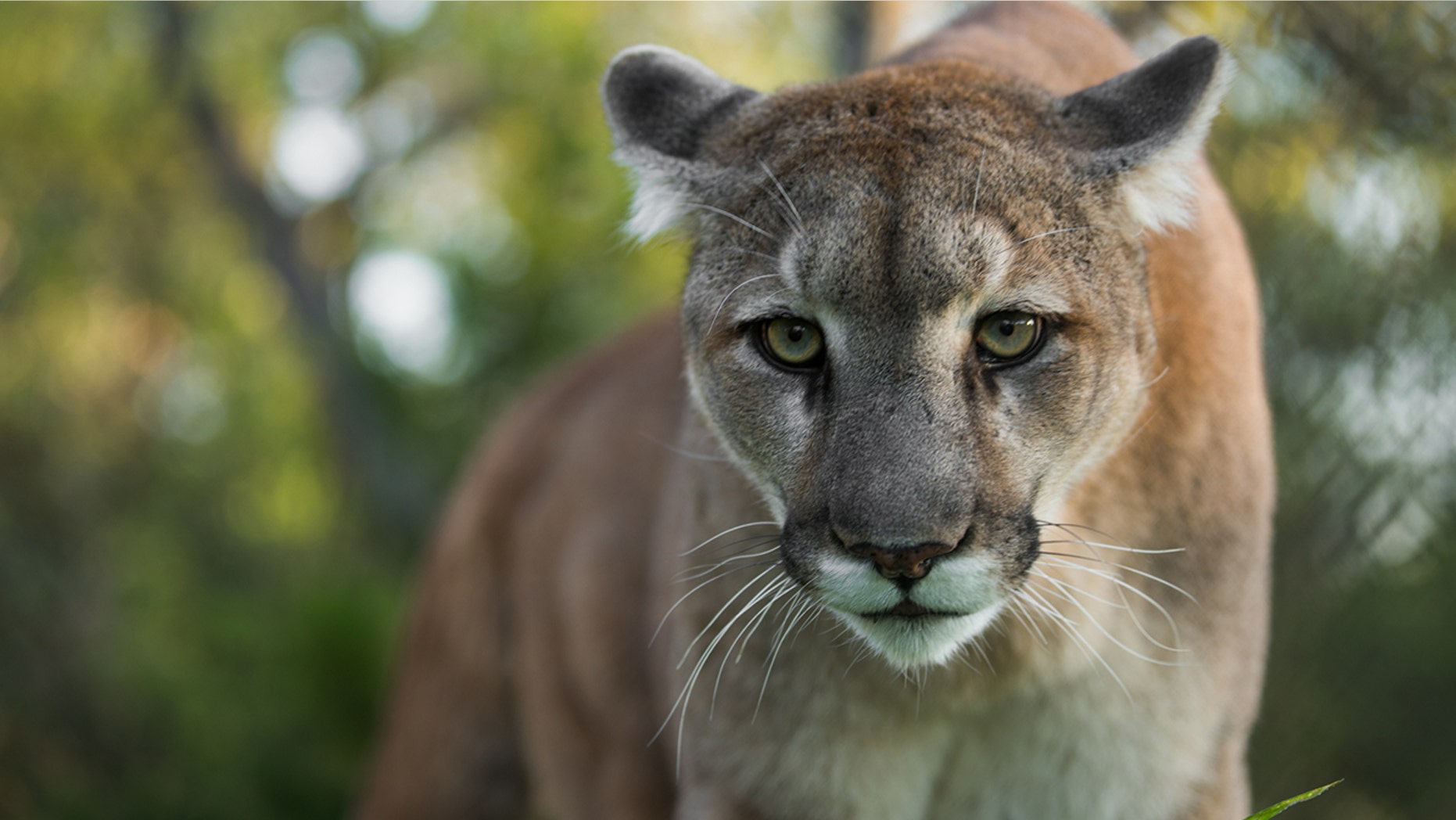 A mother bravely fought off a mountain lion after it latched onto her seven-year-old son’s arm and began to maul him.