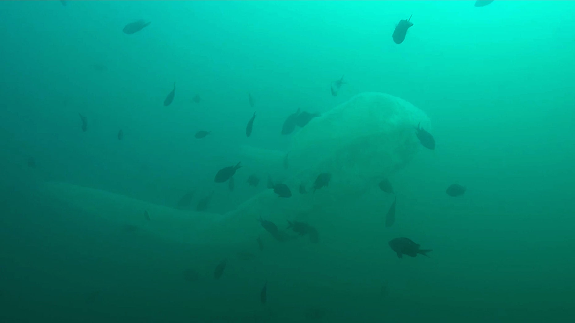 Ben Laurie, 21, encountered the bizarre creature while diving near Cape Brett on New Zealand's North Island. (Credit: Pen News / Ben Laurie)