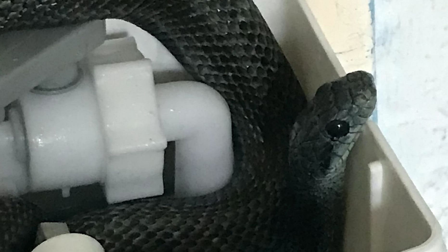 The massive snake found by new homeowners Naomi Burdett and her partner in the cistern of their toilet- which had been turn blue by cleaning products.