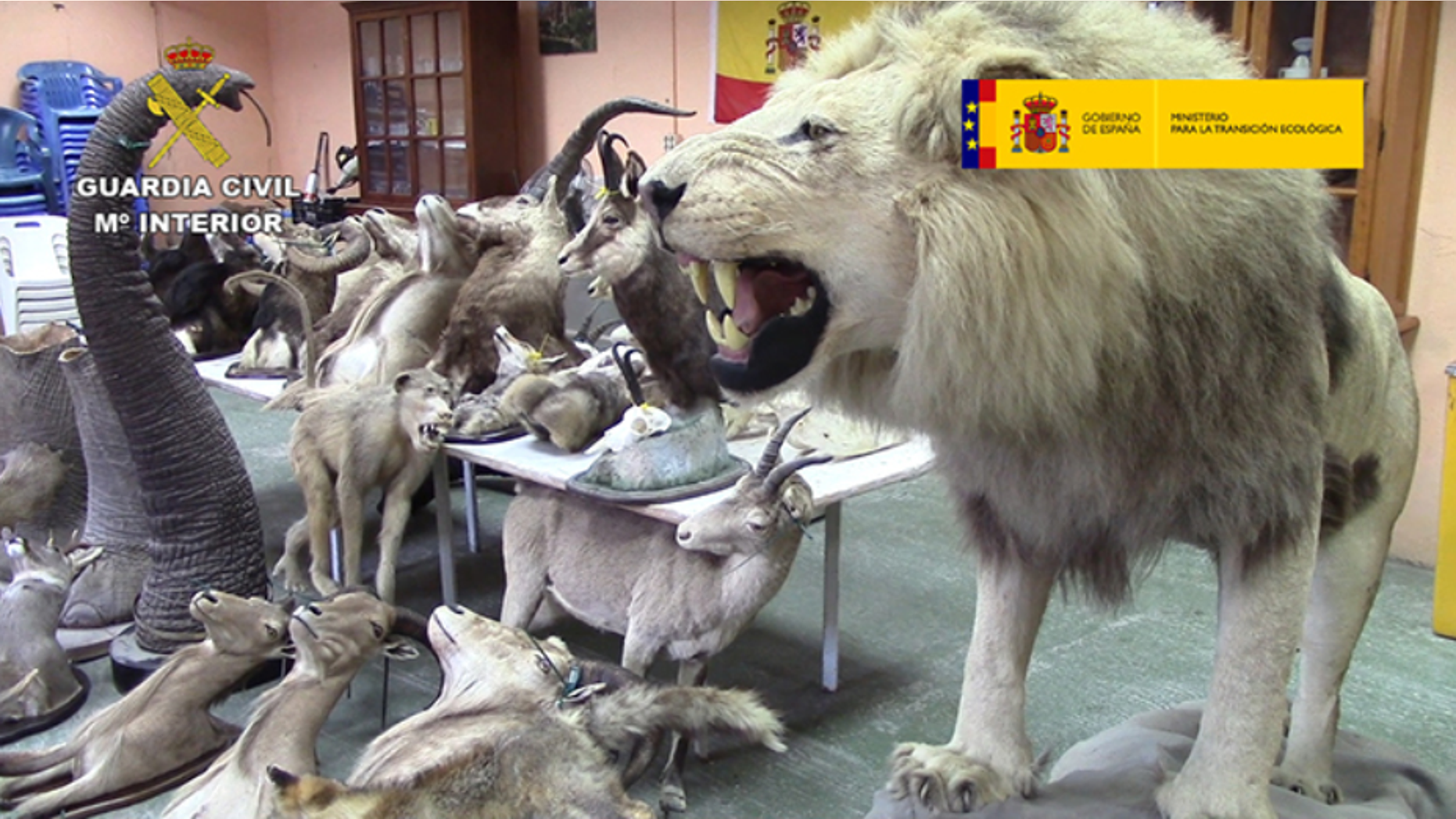 Over 200 stuffed endangered animals were seized.