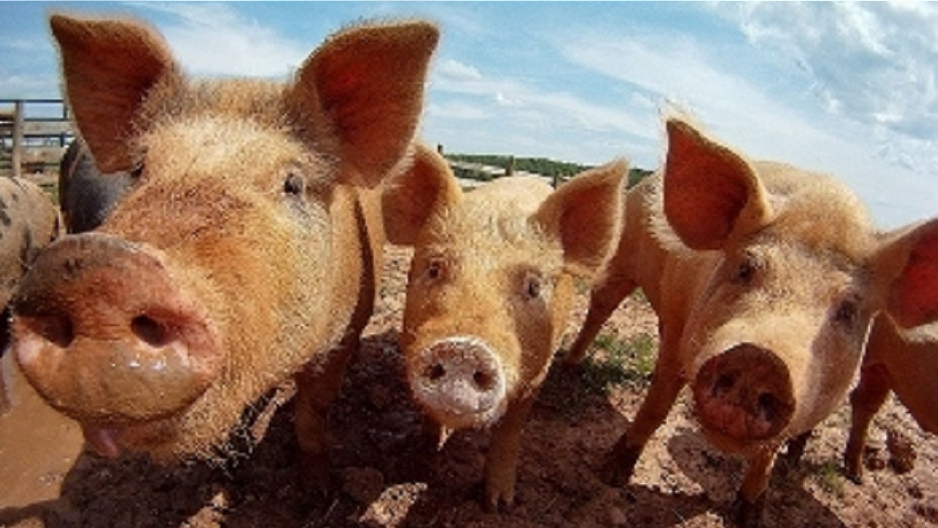 A Russian farmer was reportedly eaten by her pigs after she collapsed into the pen from an epileptic seizure.