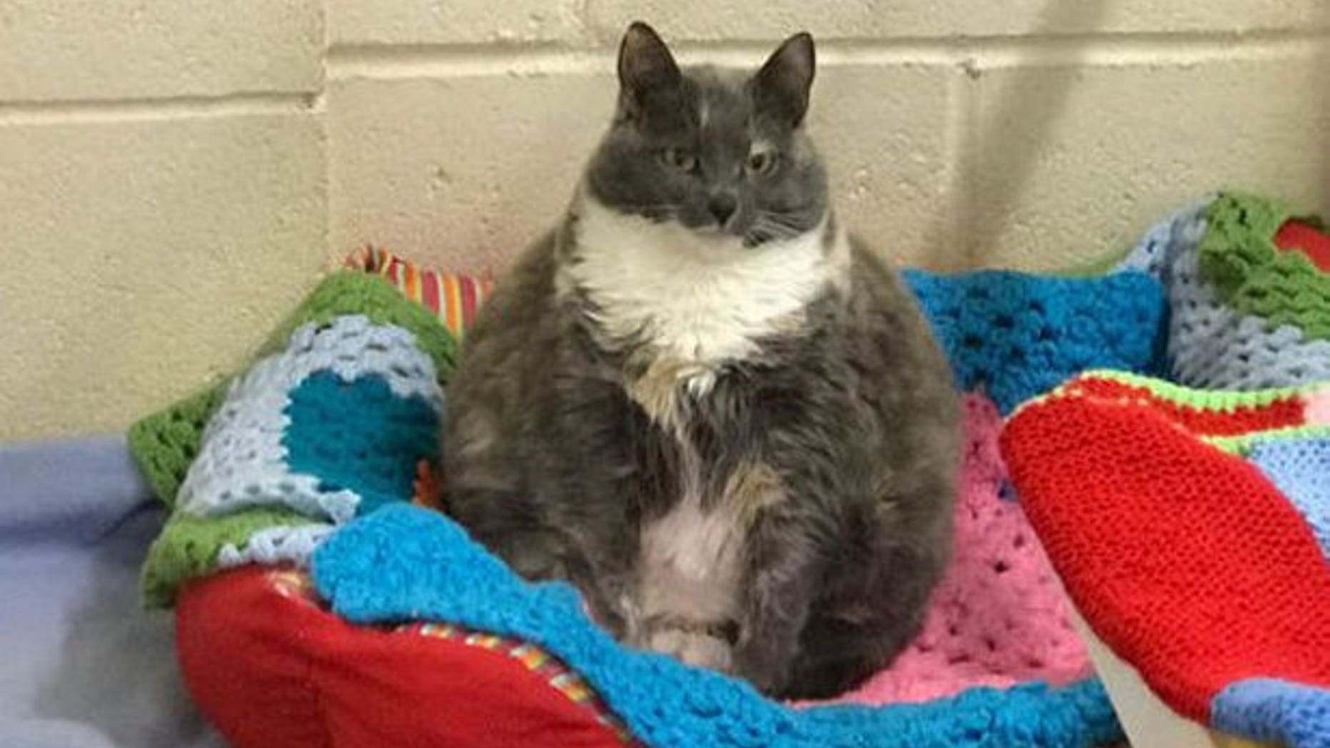 Mitzi, the eight-year-old cat, before her weight loss; weighing a hefty 17 pounds.