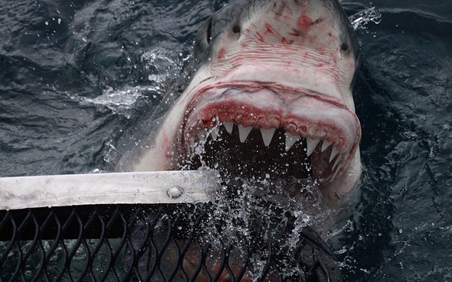 The shark lunges from the water to bite the cage. STUNNING pictures have captured the moment a huge great white shark came within inches of a photographer’s hand as he tried to get the best shot. (Credit: Australscope/Media Drum World)
