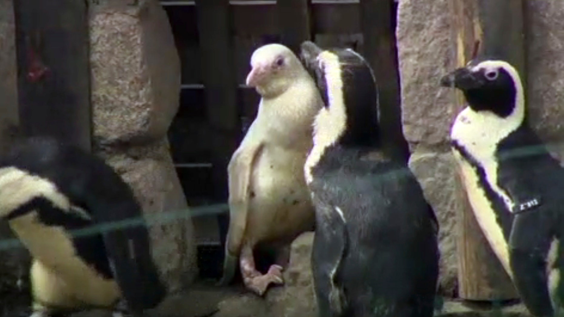 In this image made from video, an albino penguin is seen along in its enclosure in Gdansk zoo, Gdansk, Poland, Friday, March 22, 2019.