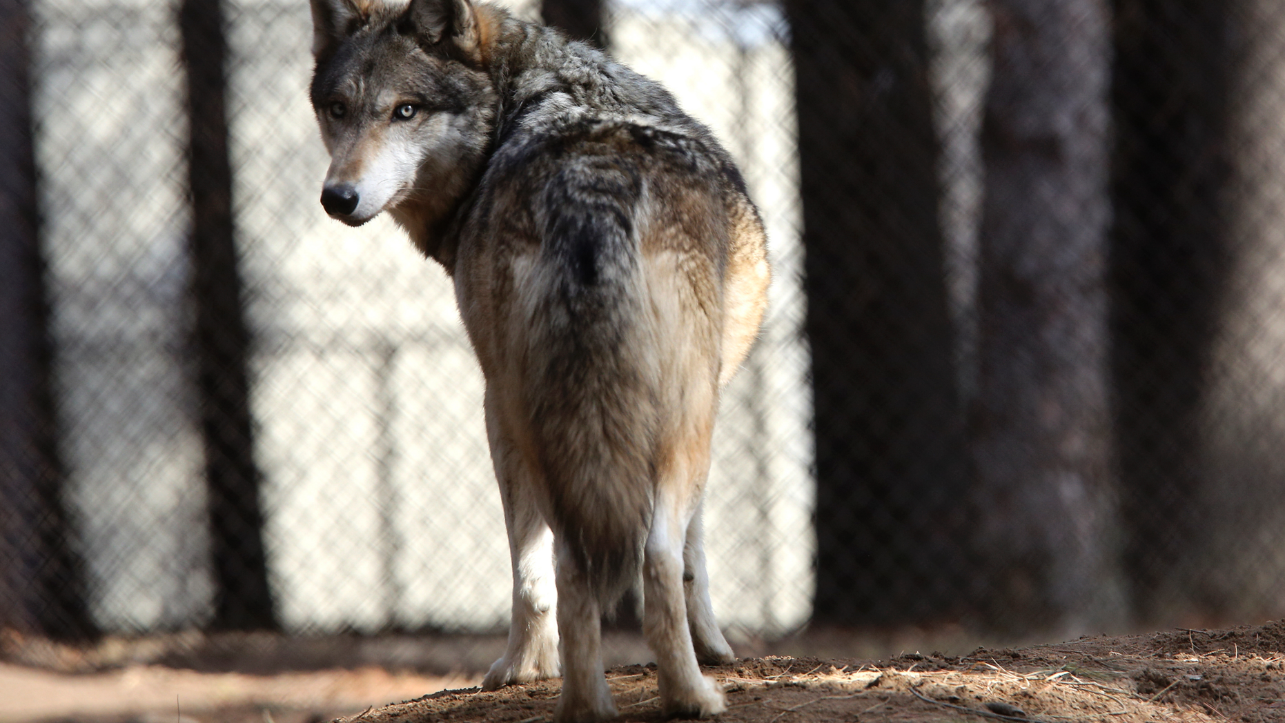 In this April 11, 2018 file photo, a gray wolf stands at the Osborne Nature Wildlife Center south of Elkader, Iowa. U.S. wildlife officials plan to lift protections for gray wolves across the Lower 48 states, re-igniting the legal battle over a predator that’s run into conflicts with farmers and ranchers after rebounding in some regions, an official told The Associated Press. (Dave Kettering/Telegraph Herald via AP, File)