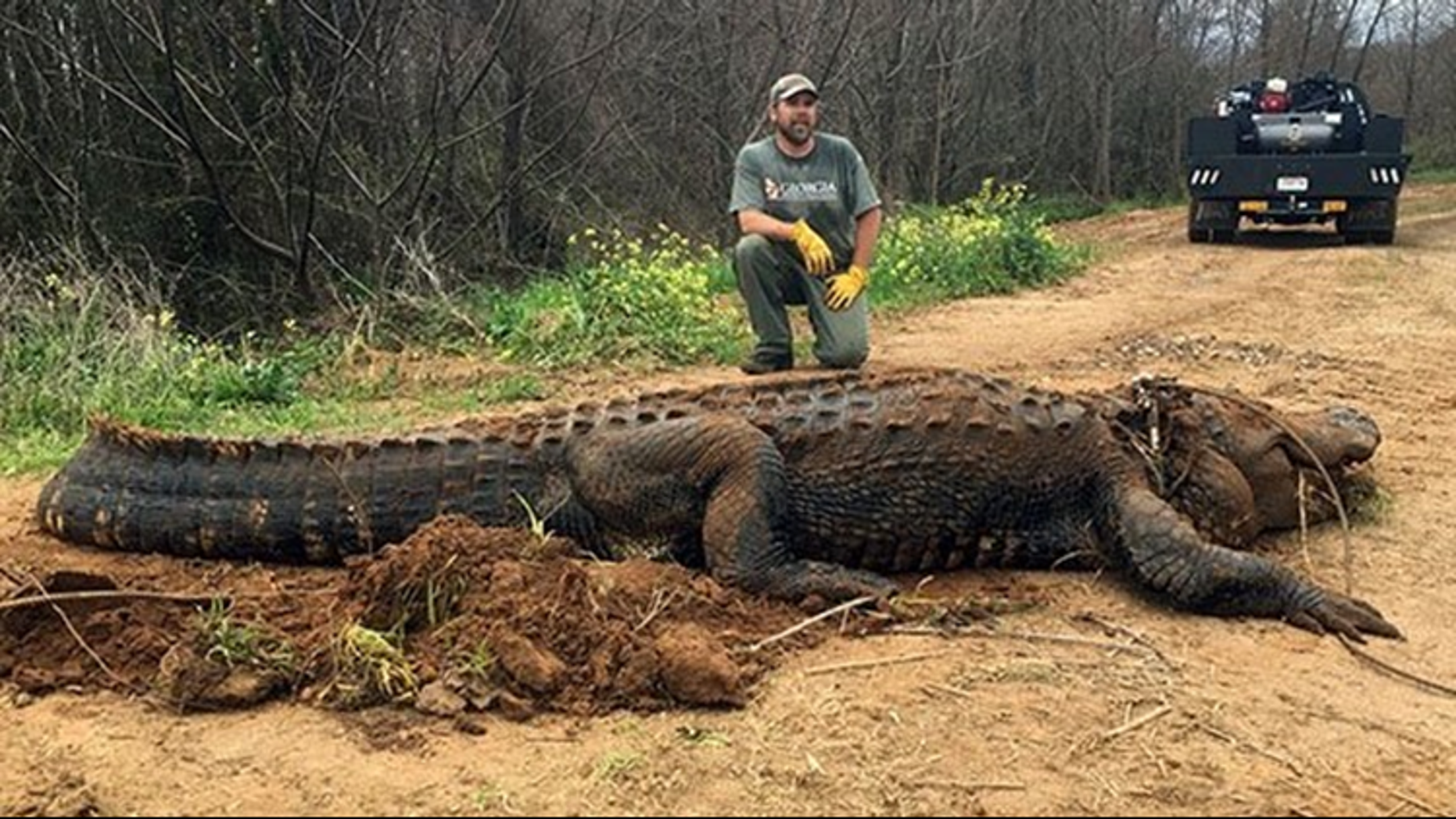 Massive 700-pound alligator found in Georgia Massive 700-pound alligator found in Georgia
