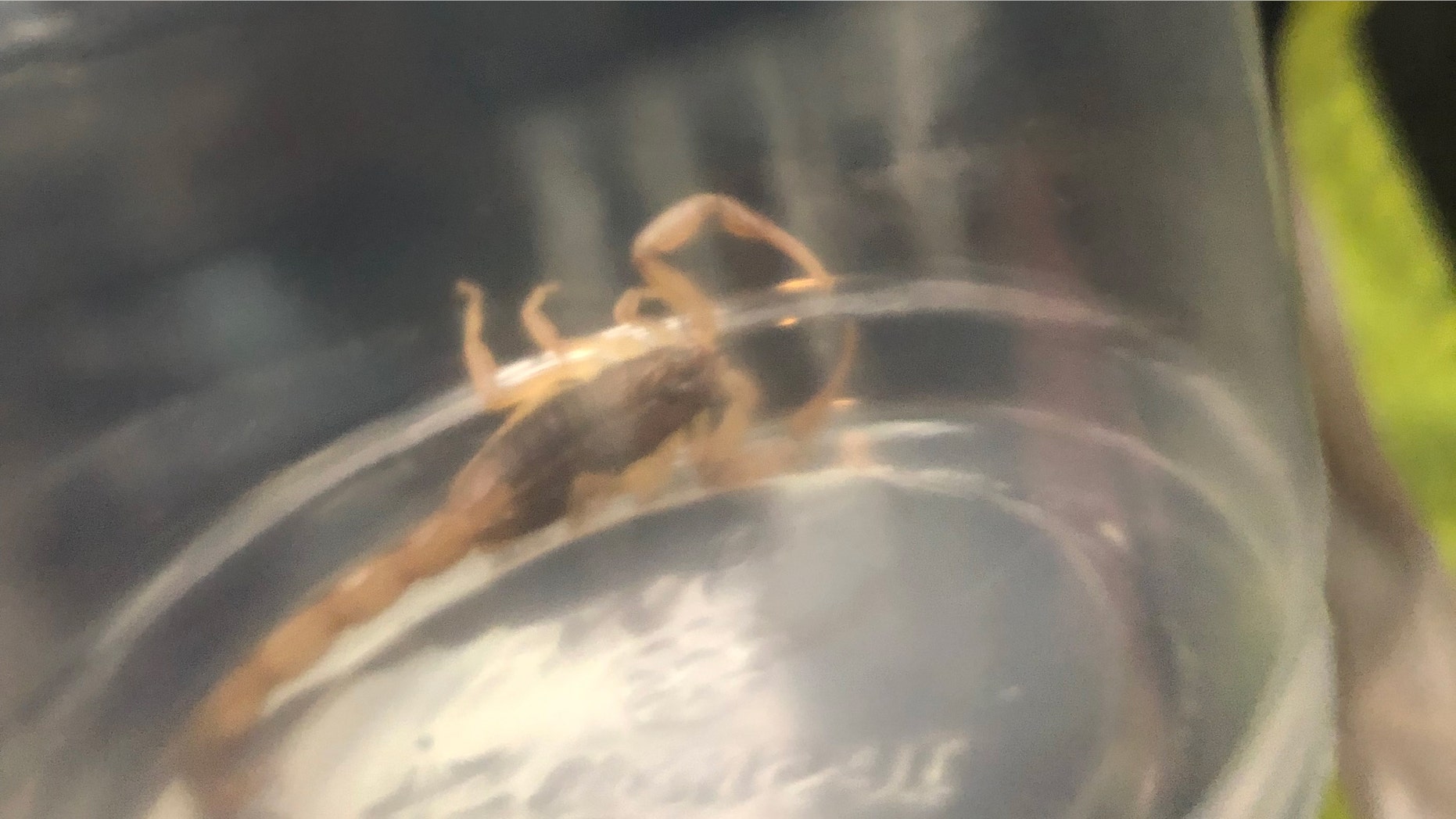 The airline is currently unaware of how the scorpion got onto the aircraft.