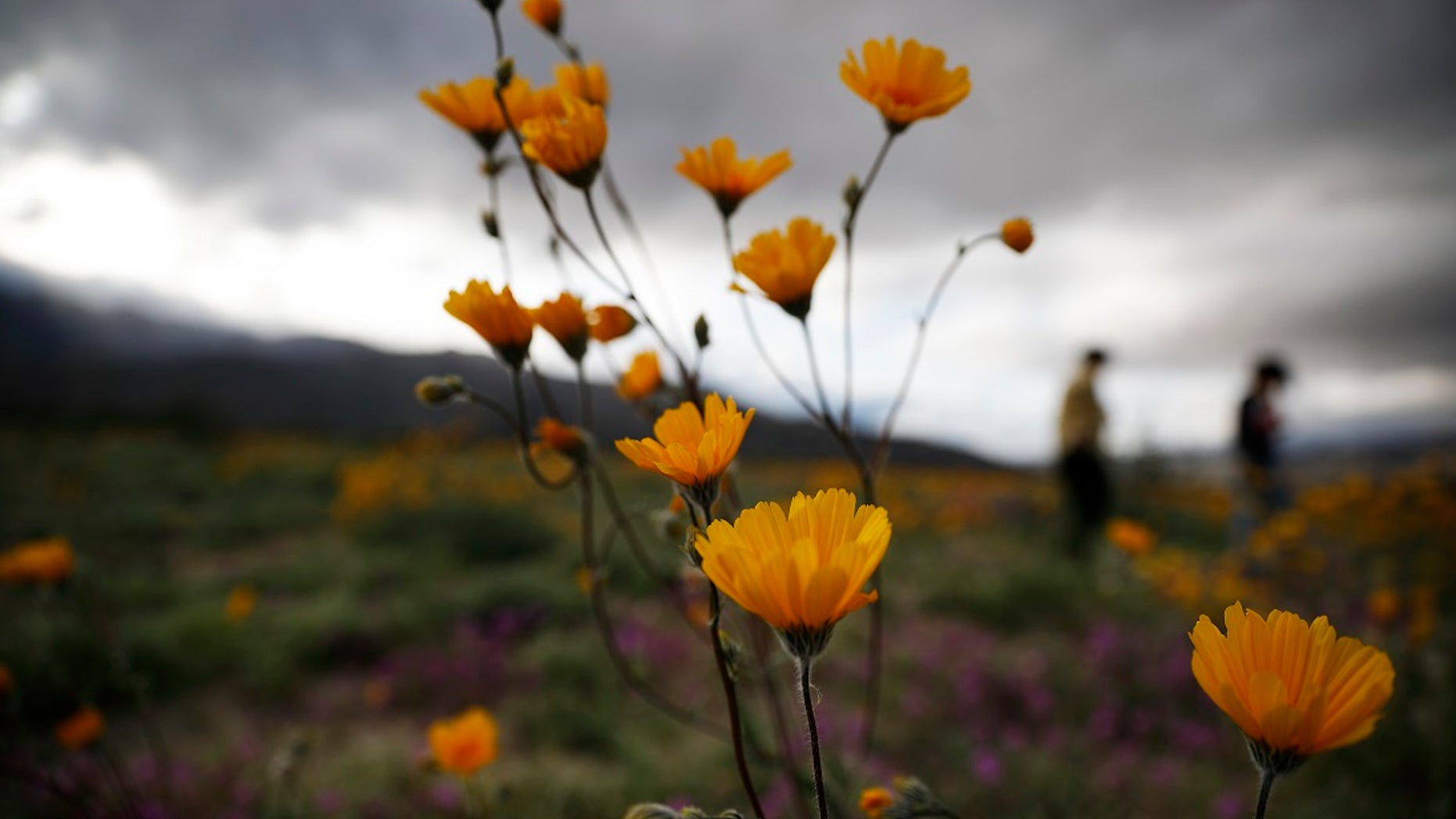In this Wednesday, March 6, 2019, photo, people walk among wildflowers in bloom near Borrego Springs, Calif. Two years after steady rains sparked seeds dormant for decades under the desert floor to burst open and produce a spectacular display dubbed the "super bloom," another winter soaking this year is shaping up to be possibly even better. (AP Photo/Gregory Bull)