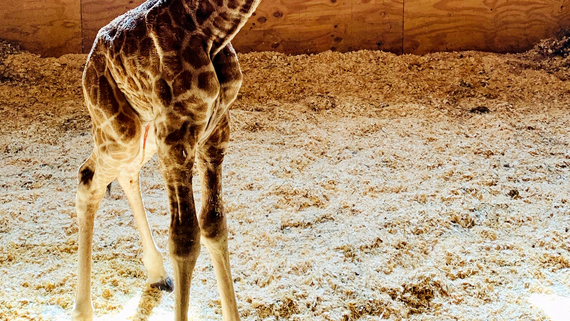 Fans of April the Giraffe can rejoice because the well-known animal welcomed a baby boy on Saturday park officials said