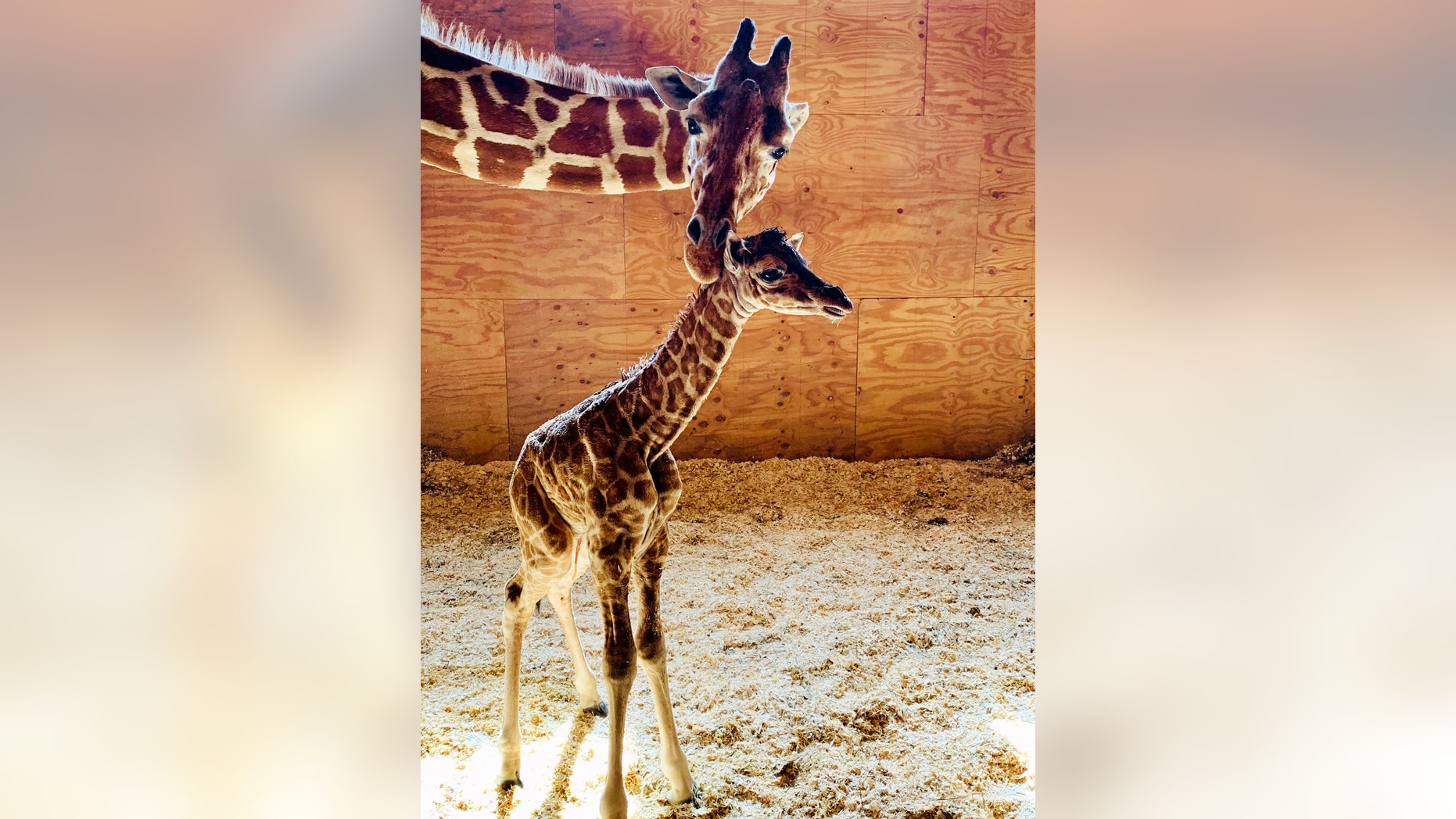 Fans of the April Giraffe can rejoice because this well-known animal has welcomed a baby Saturday, announced park officials.