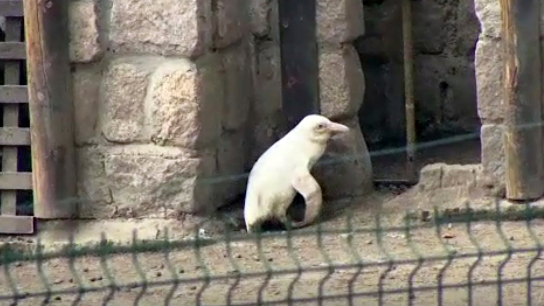 In this image made from video, an albino penguin is seen along in its enclosure in Gdansk zoo, Gdansk, Poland, Friday, March 22, 2019.