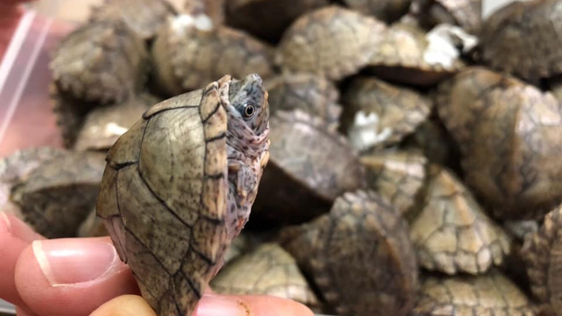 More than 1,500 turtles and tortoises found in abandoned luggage