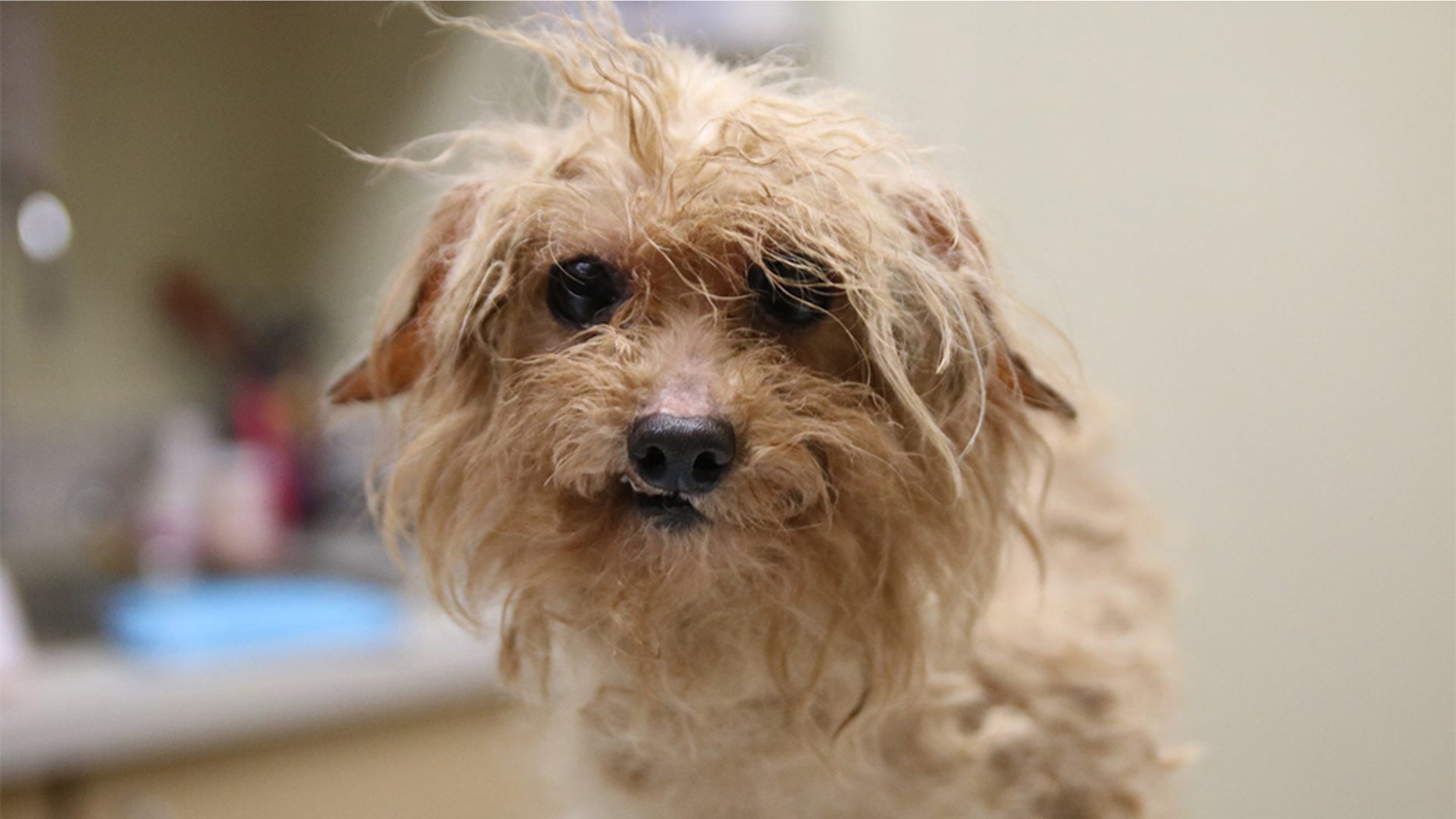 More than 700 dogs were rescued after being discovered in abysmal conditions at a puppy mill south of Atlanta, Georgia according to local animal groups