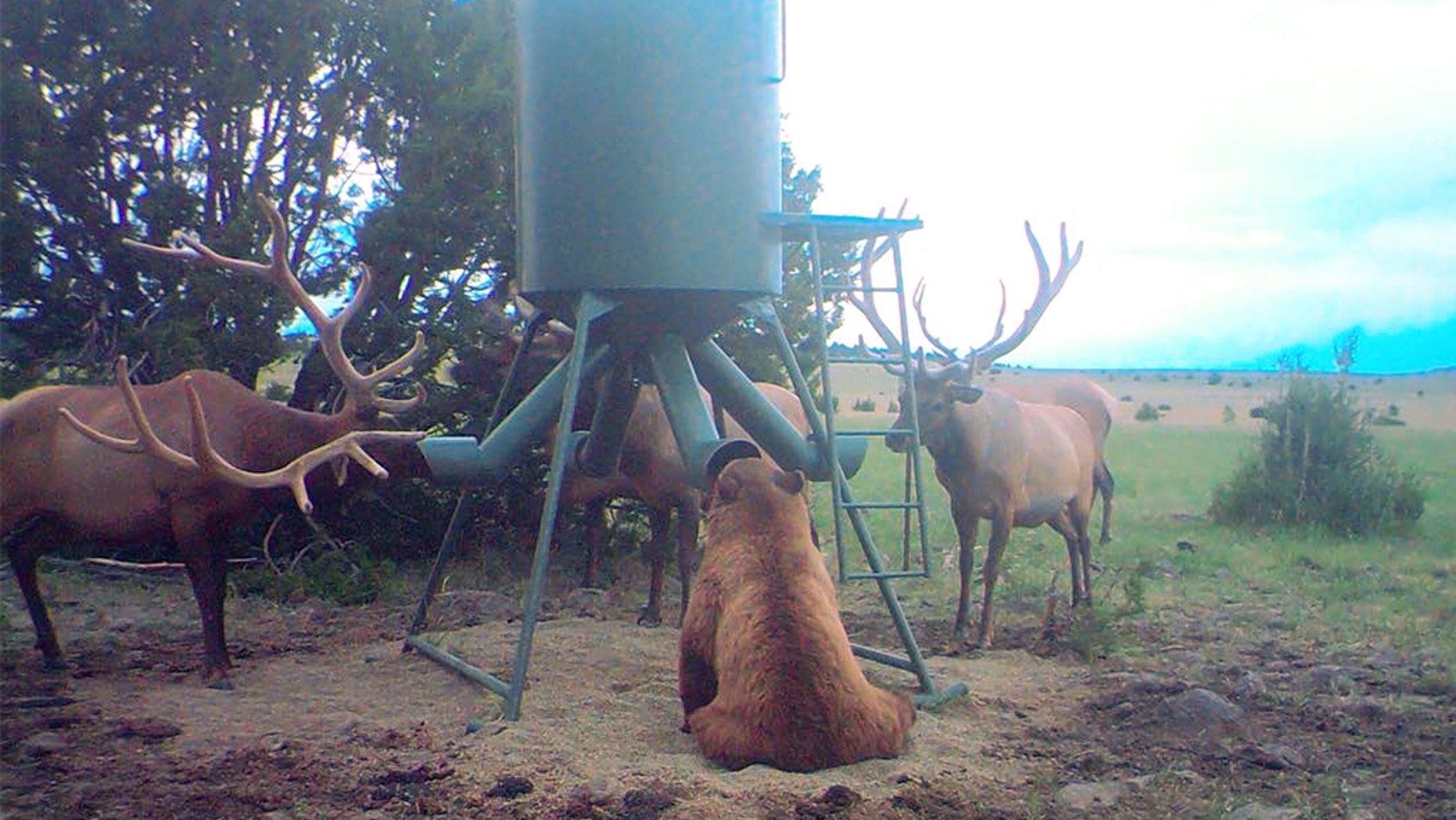 Remarkable photo of bear surrounded by elk at New Mexico ranch goes