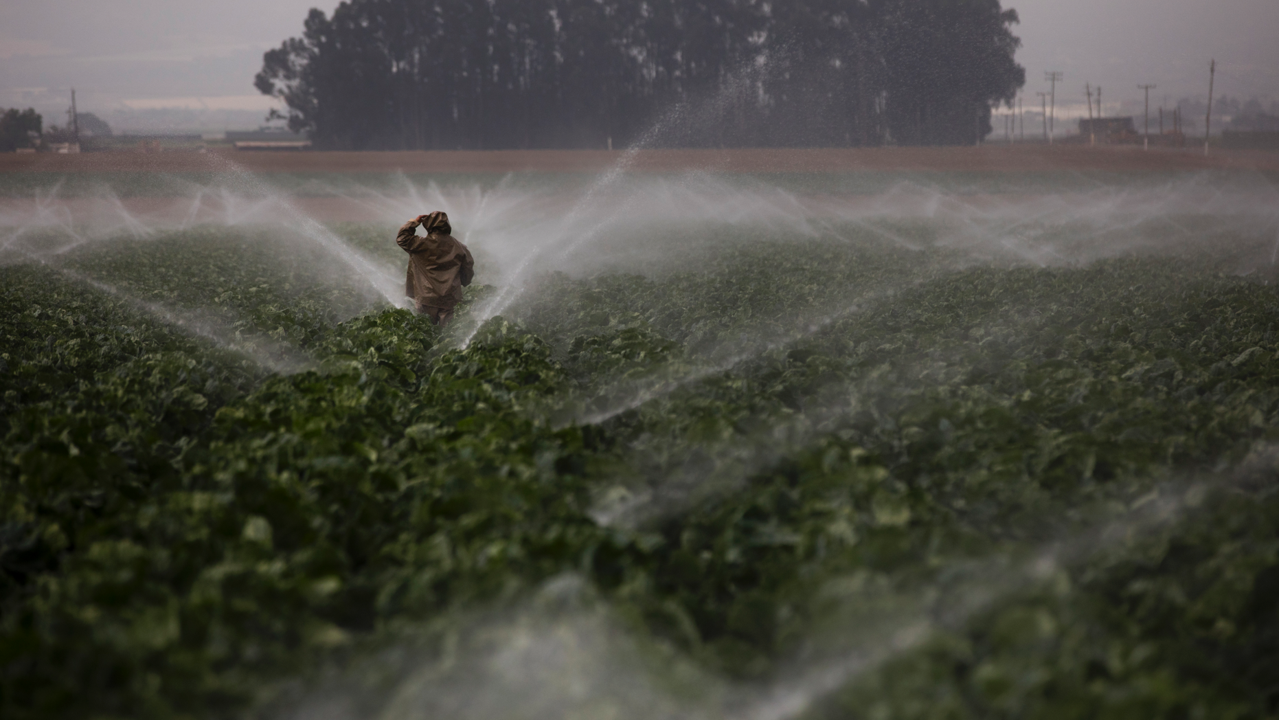 FILE- In this Sept. 4, 2018, record photo, sprinklers run as a farmworker walks by a broccoli margin in Salinas, Calif. On Wednesday, Mar 13, 2019, a Labor Department reports on U.S. writer cost acceleration in February. (AP Photo/Jae C. Hong, File)