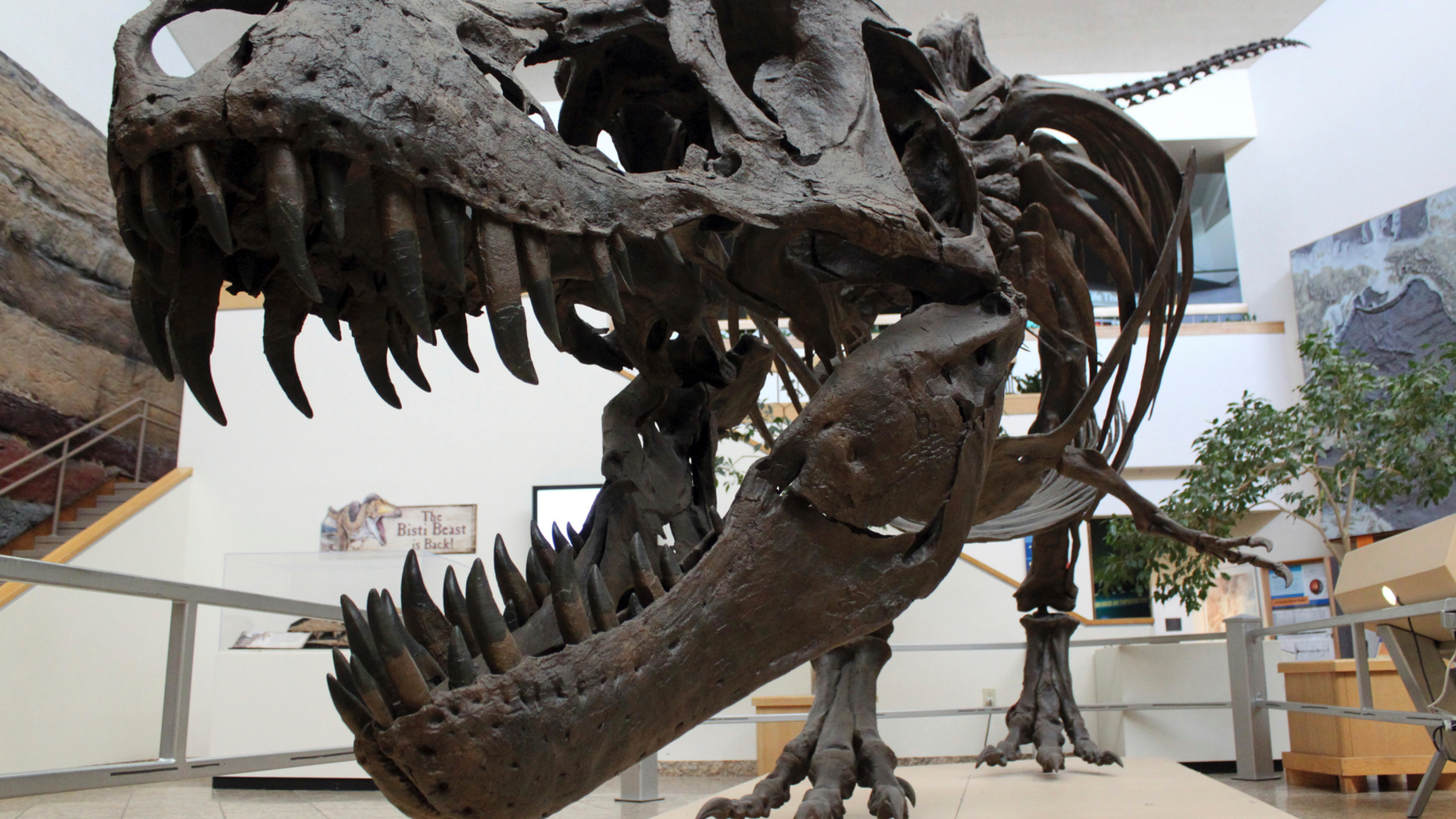 FILE - This Tuesday, Aug. 15, 2017 file photo shows a model of a Tyrannosaurus rex on display in the New Mexico Museum of Natural History and Science in Albuquerque, N.M. (AP Photo/Susan Montoya Bryan)