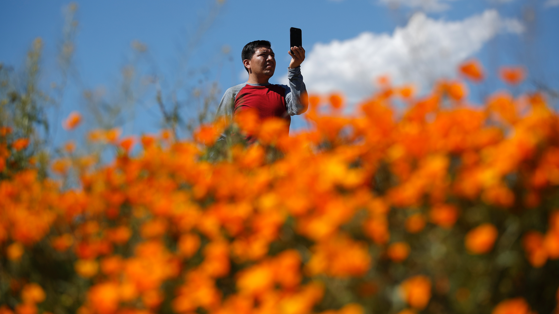 A man takes a picture among the blooming wildflowers Monday, March 18, 2019, in Lake Elsinore, California. About 150,000 people gathered over the weekend to see flaming orange poppy stains fed by the rains illuminating the hills near Lake Elsinore. The crowd became so painful Sunday that officials at Lake Elsinore closed the Walker Canyon access covered with poppy. On Monday, the #poppyshutdown announced by the city on Twitter was over and the road to the canyon was reopened. (AP Photo / Gregory Bull)