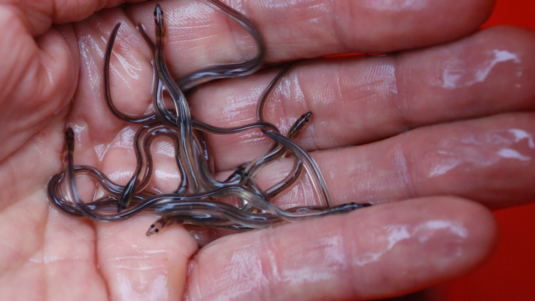 In this May 25, 2017 file photo, baby eels, also known as elvers, are held in Brewer, Maine. Elver season begins on Friday, March 22, 2019, with fishermen hoping the big-money season isn't interrupted by poaching concerns as it was in the previous season. (AP Photo/Robert F. Bukaty, File)