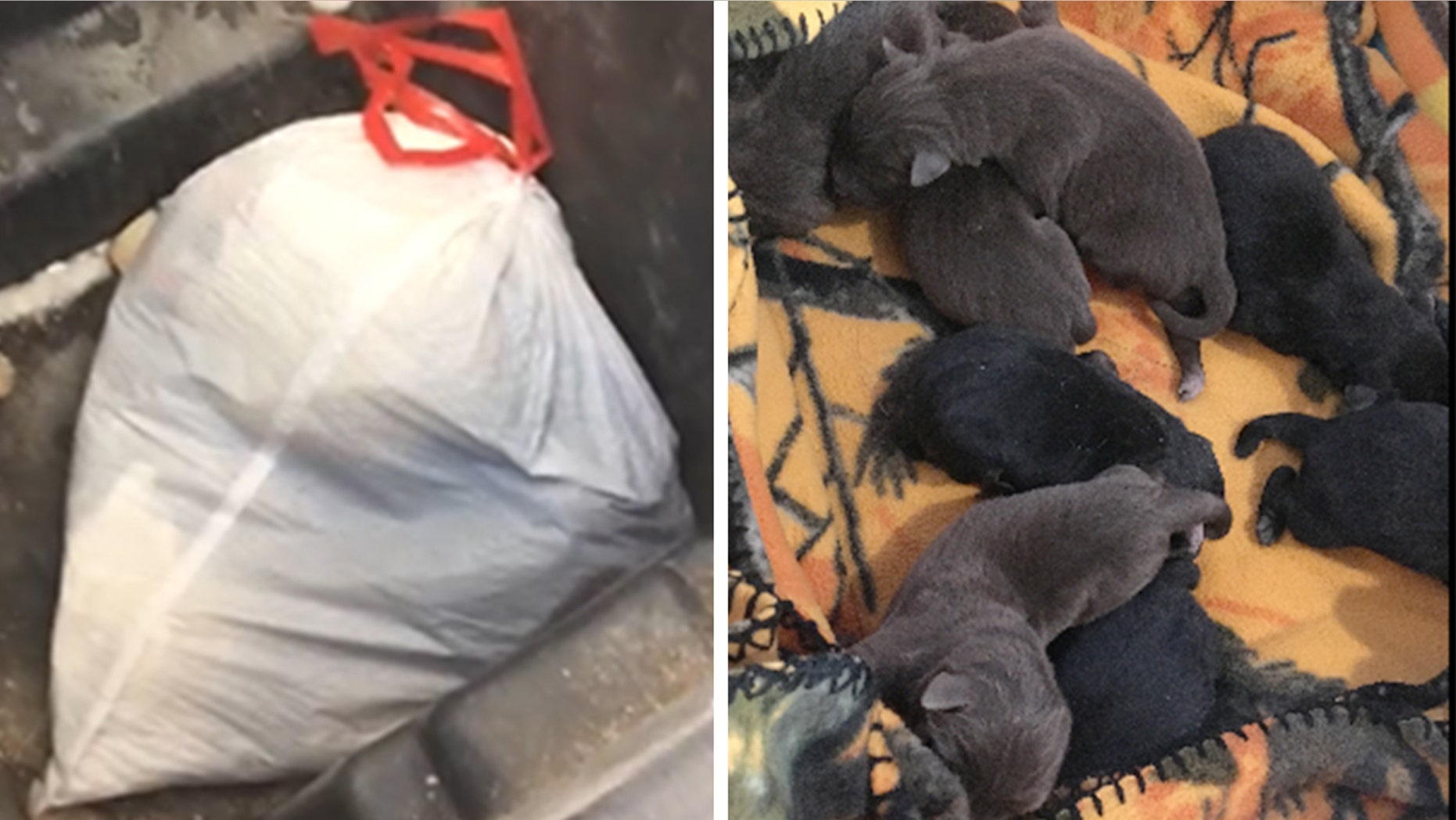 Police in Marshfield, Wisconsin discovered eight newborn puppies that were thrown out with the trash last month.