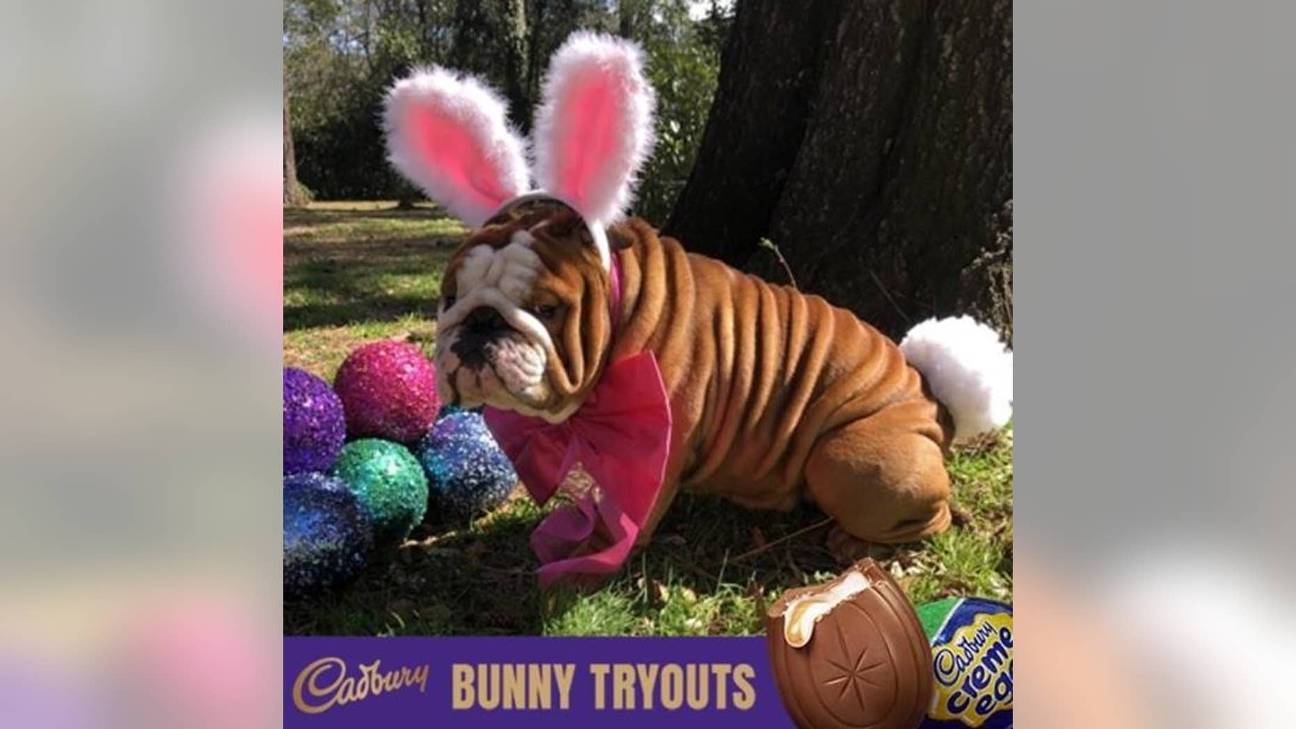Henri the bulldog, from North Carolina, won the candy company’s first “Bunny Tryouts” competition.