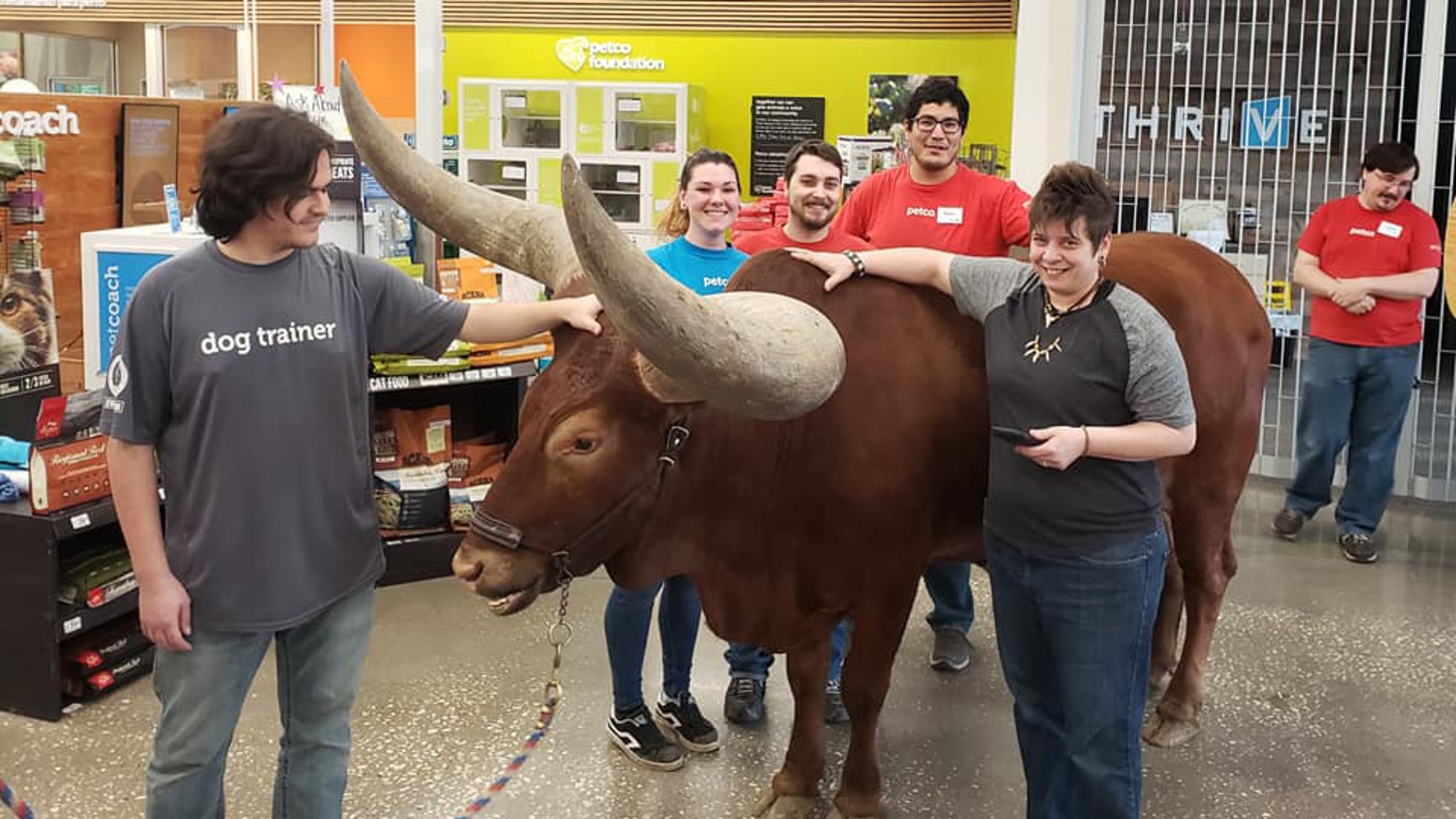 Texas man tests Petco’s ‘All leashed animals welcome’ policy with giant steer