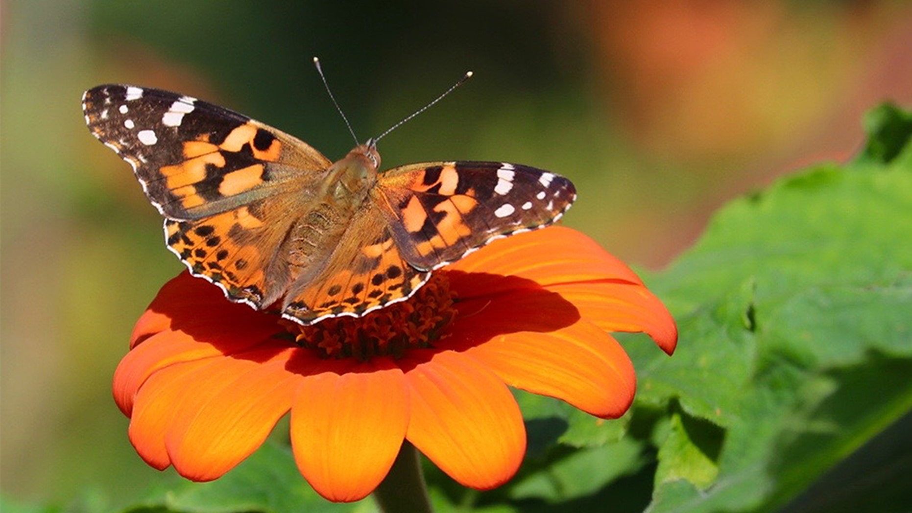 A painted lady butterfly. (iStock)