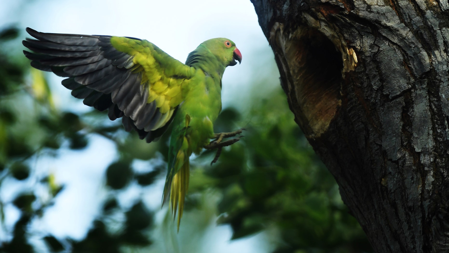 File photo - A ring-necked parakeet (psittacula krameri) flies near its nest on the outskirts of Kolkata on May 7, 2017.