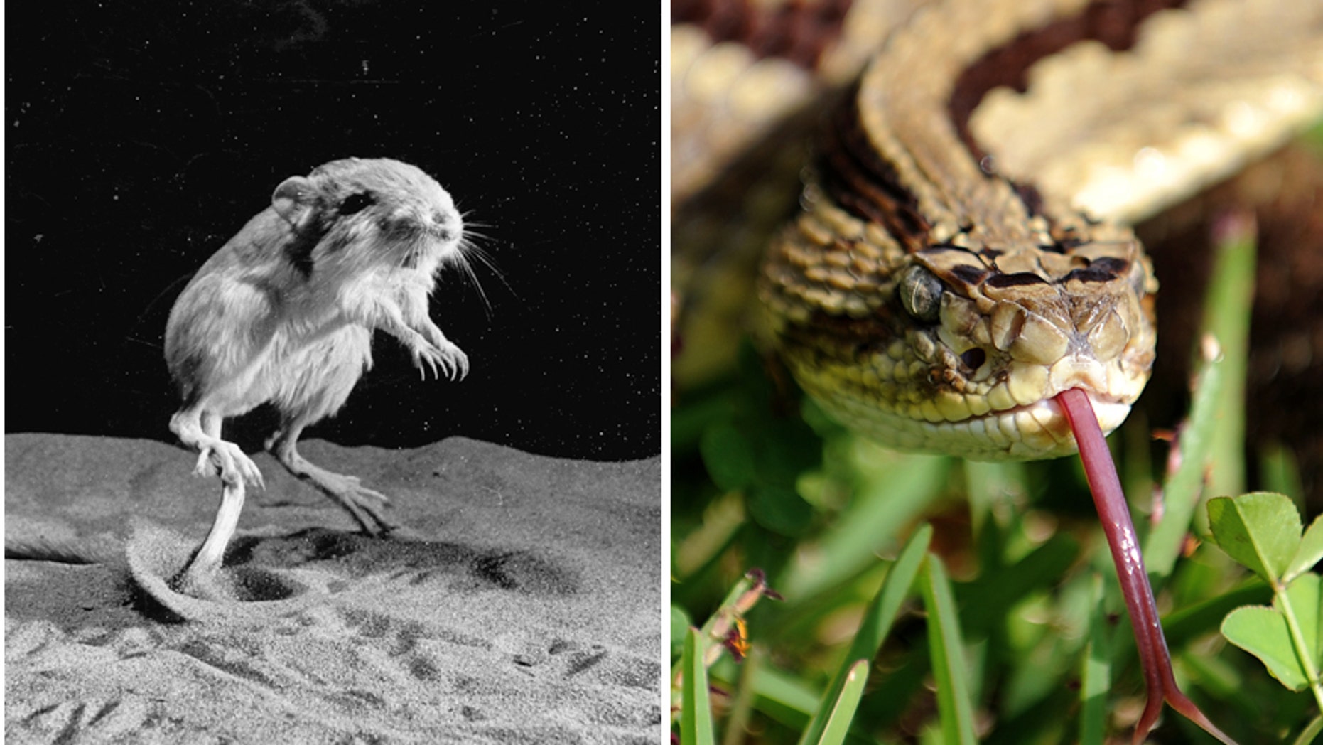 File photos - Kangaroo rat in mid-jump/A poisonous neotropical rattlesnake (Crotalus simus)