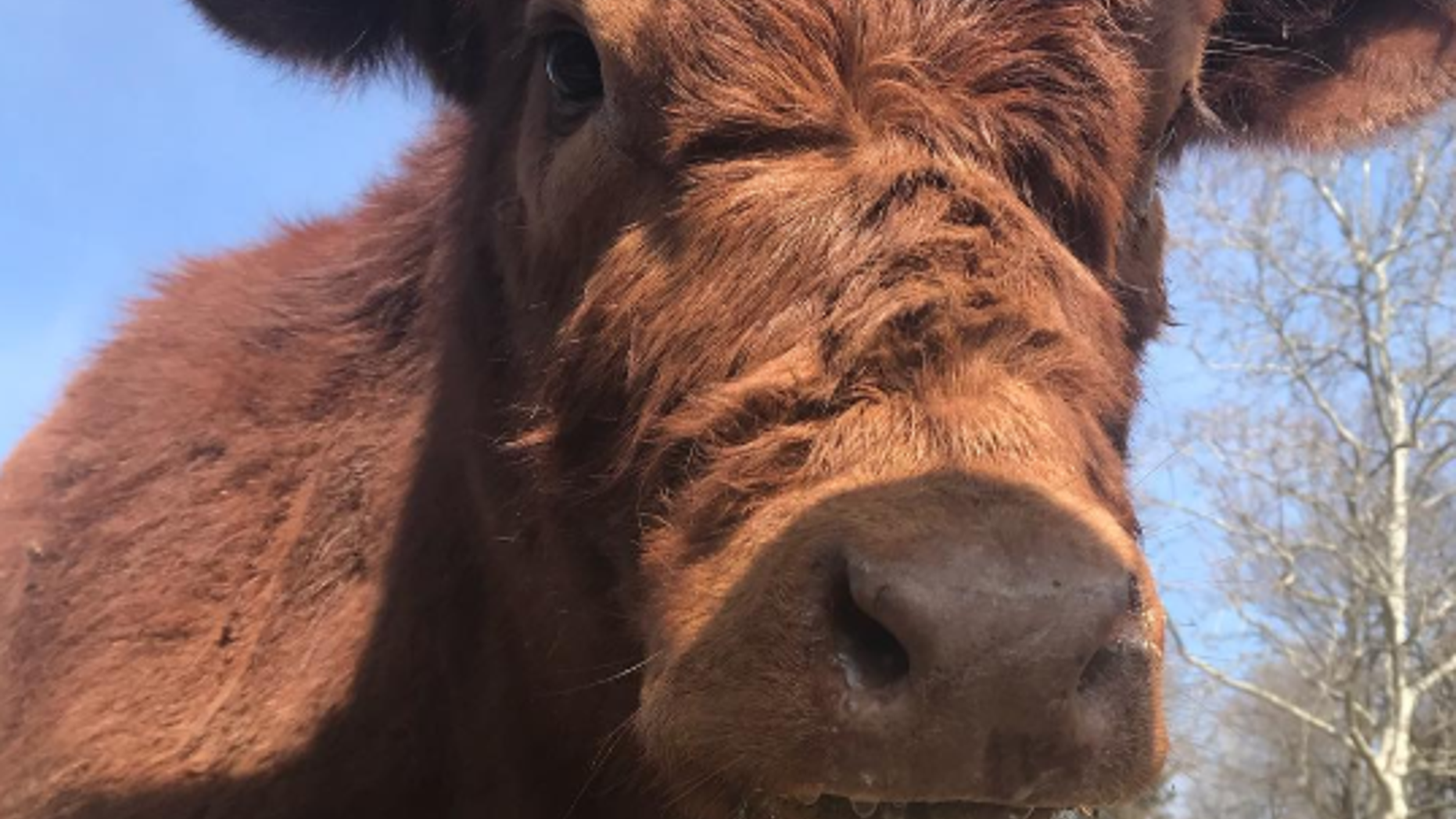 The New Jersey-based Skylands Sanctuary and Rescue said Kristin the calf has passed away.