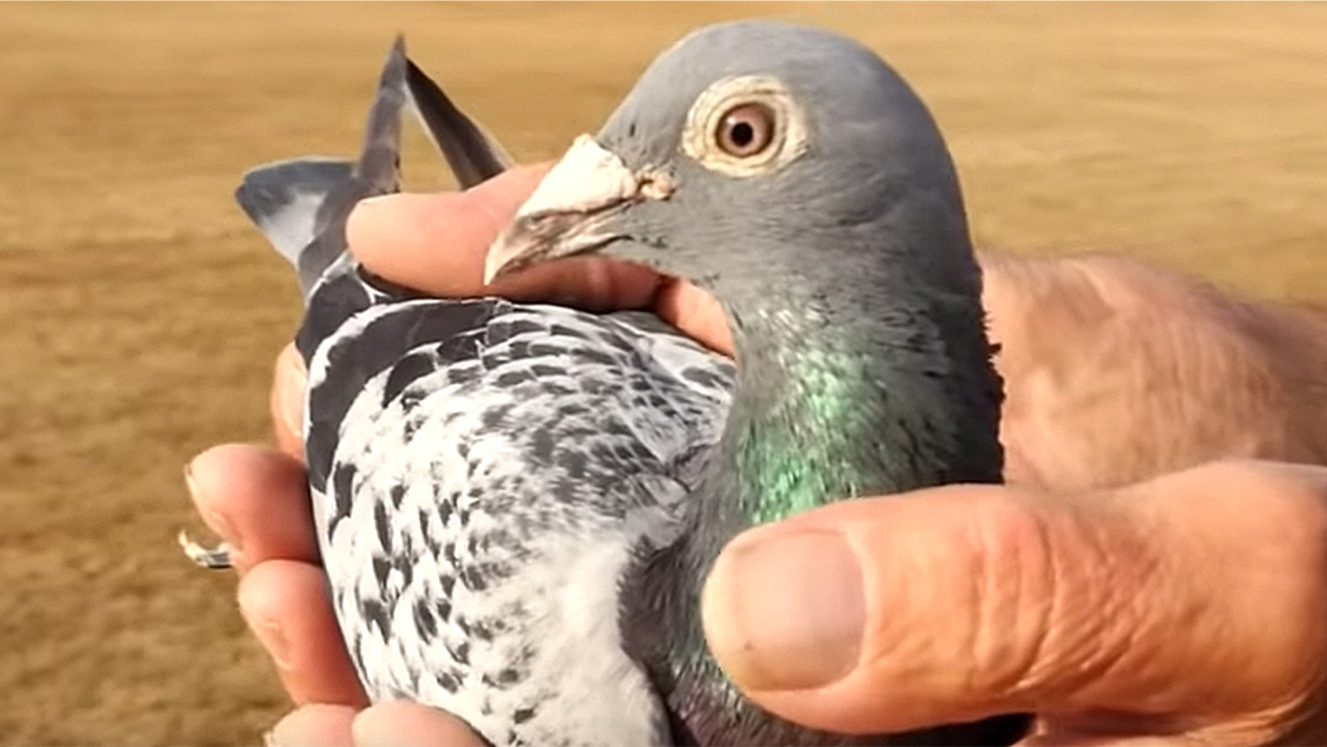 Armando, a champion-bred racing pigeon from Belgium, went for a world record $1.42 million at an auction over the weekend.