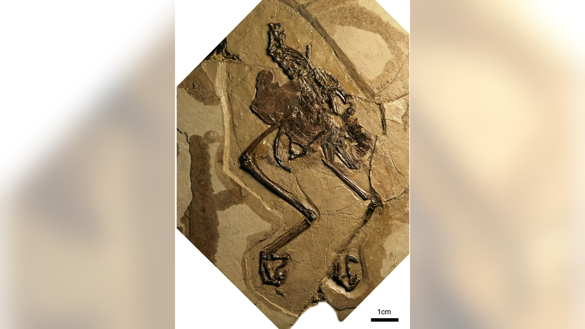 Scientists say that the "incredibly well preserved" find, dating back to the time of the dinosaurs, sheds new light on the reproduction of birds. The specimen, representing a new species called Avimaia schweitzerae, was discovered in 110-million-year-old deposits in northwestern China. (Credit: SWNS)