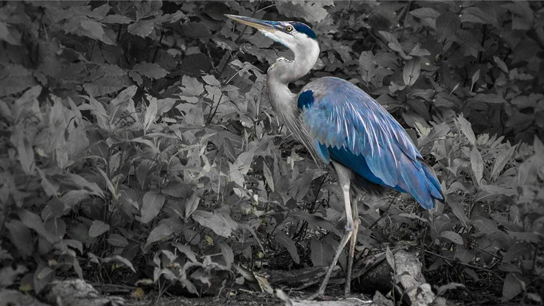 Does Central Park's Mandarin duck have competition with a Great Blue Heron?