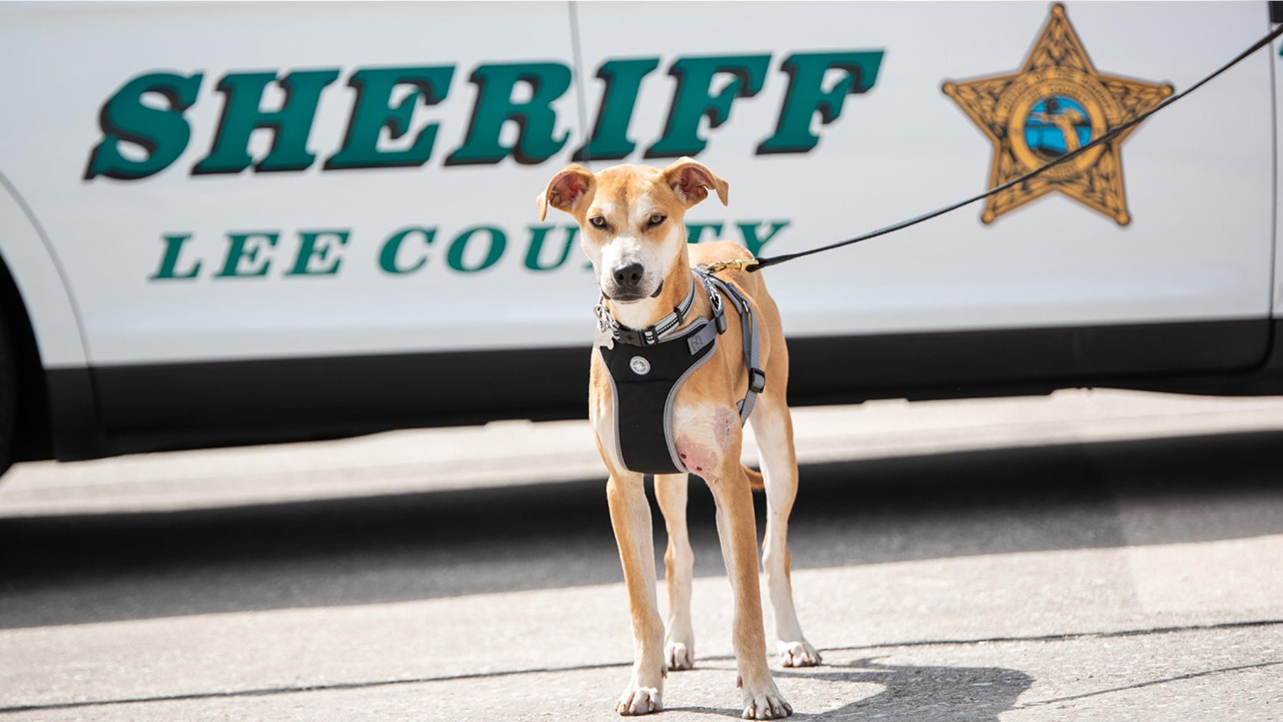 Chance, the male Florida cur found bloodied and abused last month, has been adopted by a Florida sheriff and made into a deputy.