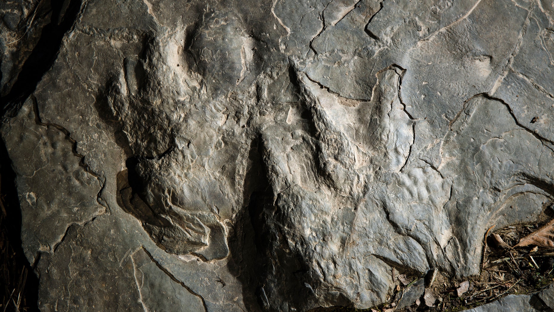 Dinosaur tracks make fresh impression at Valley Forge park | Fox News