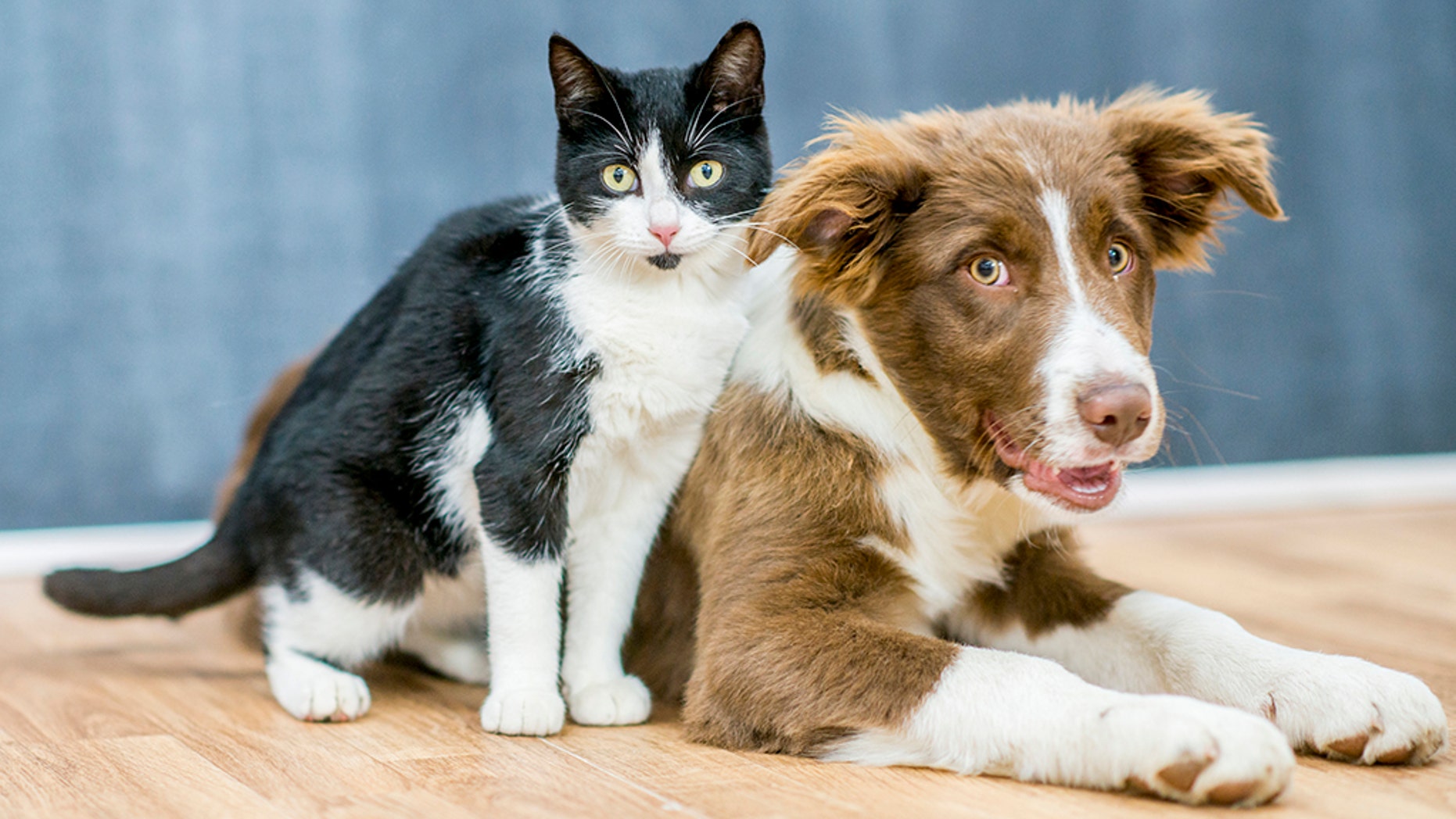 Vegan dogs and cats? Study finds some pet owners are feeding their animals plant-based diets