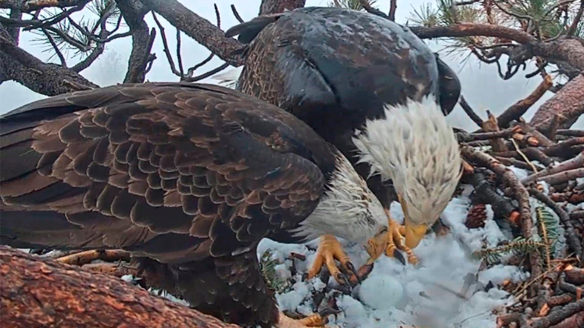 This photo taken from a web camera provided by Friends of Big Bear Valley shows two bald eagles looking over a newly hatched egg Thursday, March 7, as strong, cold winds blow through the San Bernardino National Forest.