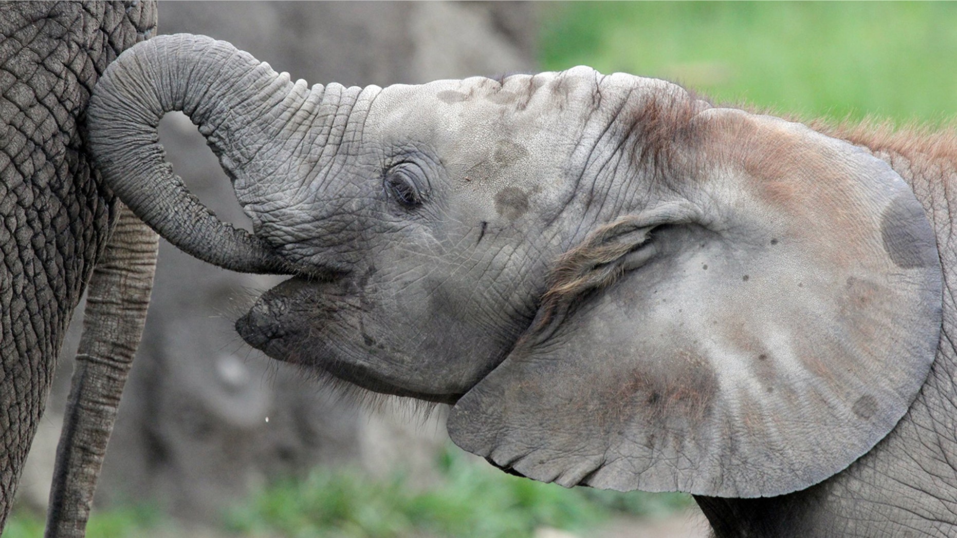 Kalina, an 8-year-old African elephant, died Tuesday from a type of herpesvirus, one week after another young elephant at the zoo died of the same type of virus.