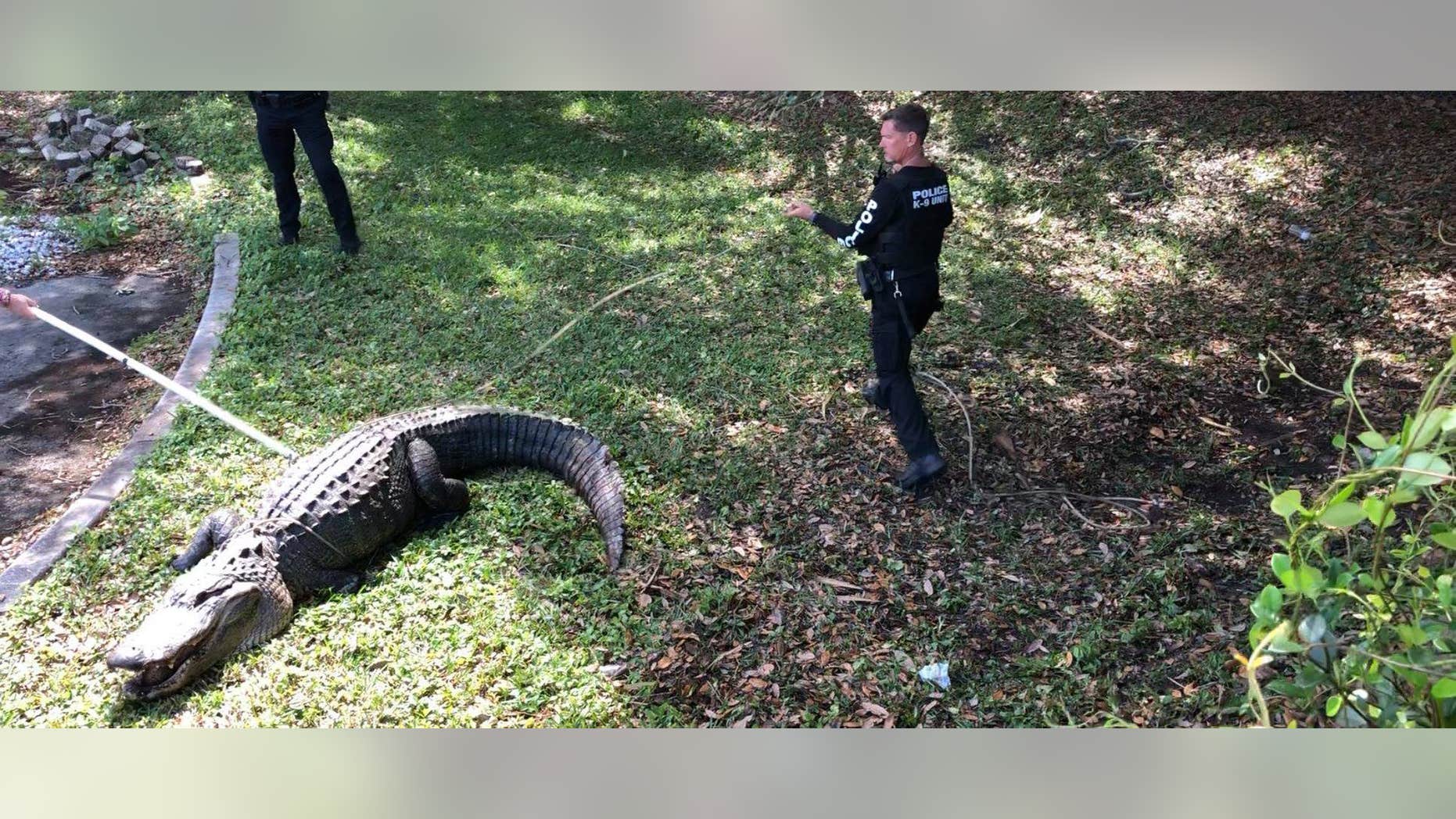 Officials with the Jupiter Police Department in Jupiter, Fla., had to remove a massive, roughly 750-pound alligator from a local park this week.