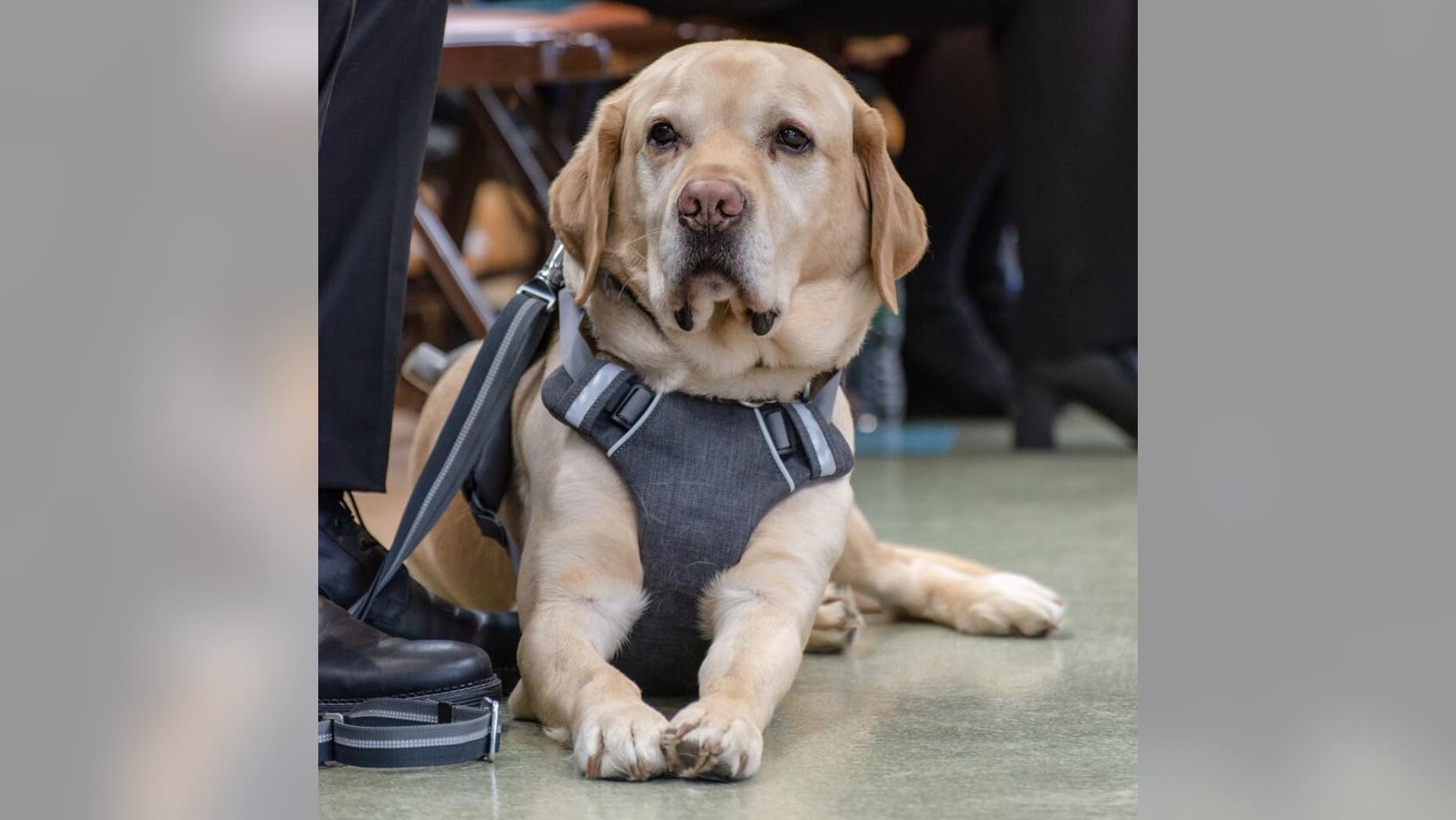 Gus, seen here, will run the NYC Half Marathon alongside Tom Panek, the CEO of Guiding Eyes for the Blind