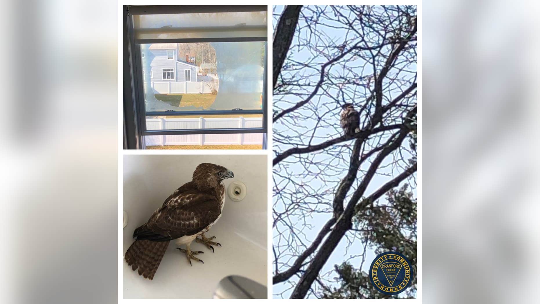 A hawk took flight this week straight into a New Jersey home and wound up in an unusual place, police said.