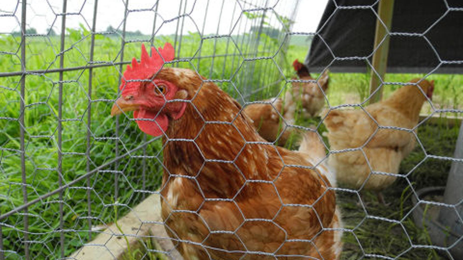 A dead fox, found on a French farming school, was believed to have been killed by a gang of chickens.