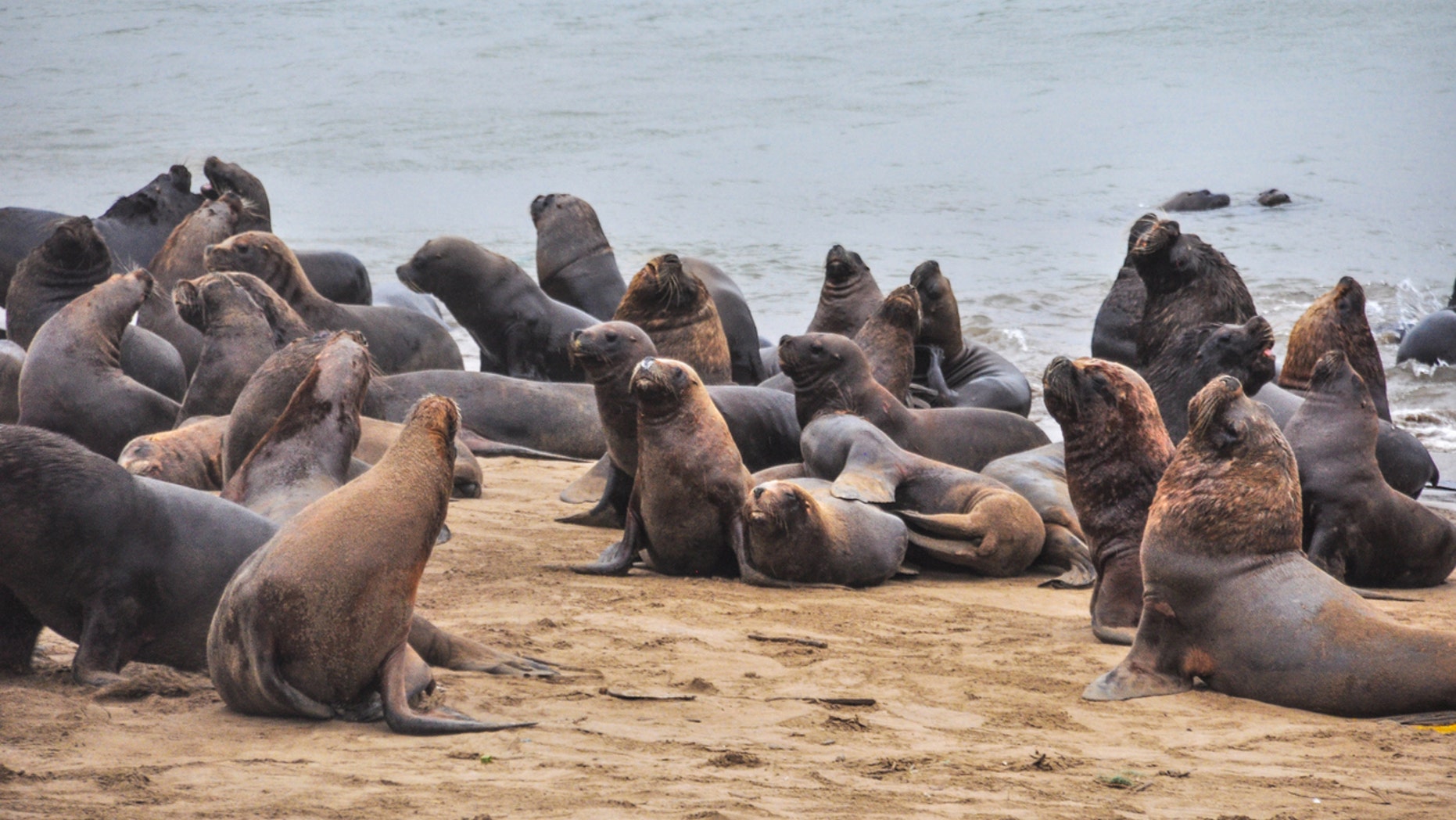 In the video posted to Facebook Tuesday, fisherman Allan Marsden is seen lighting a small explosive, referred to as a bear banger and used to ward off aggressive wildlife, and throwing it at the sea lions that have gathered near the boat.