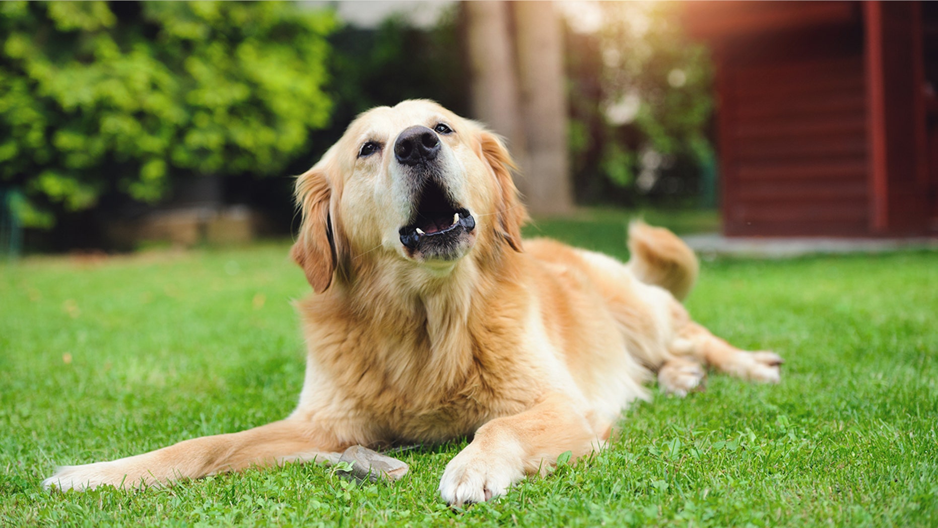 A New Jersey town is revising an ordinance that could result in hefty fines and even jail time for owners of barking dogs.