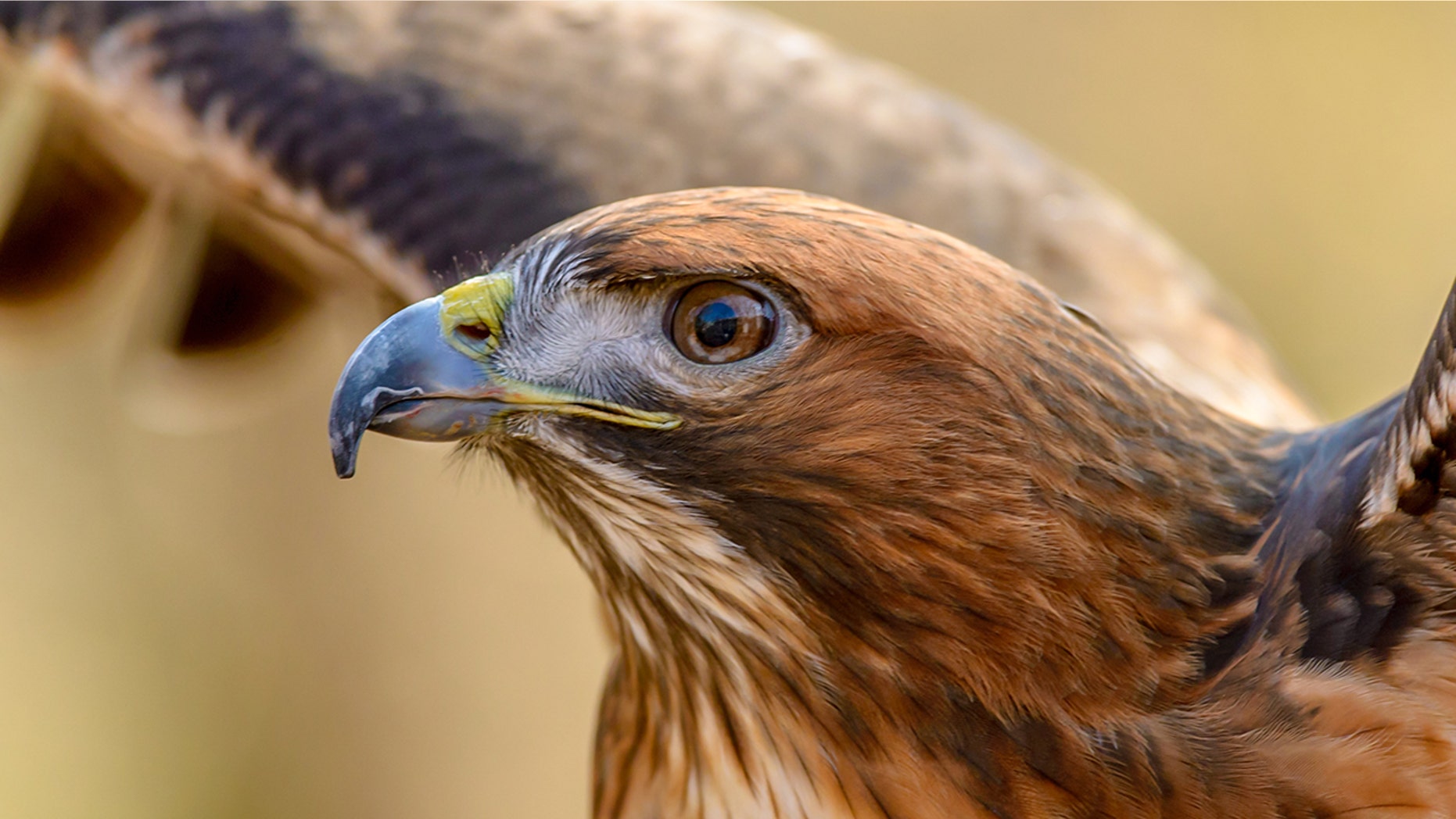 The Texas Parks and Wildlife called the interaction a “life-or-death battle."