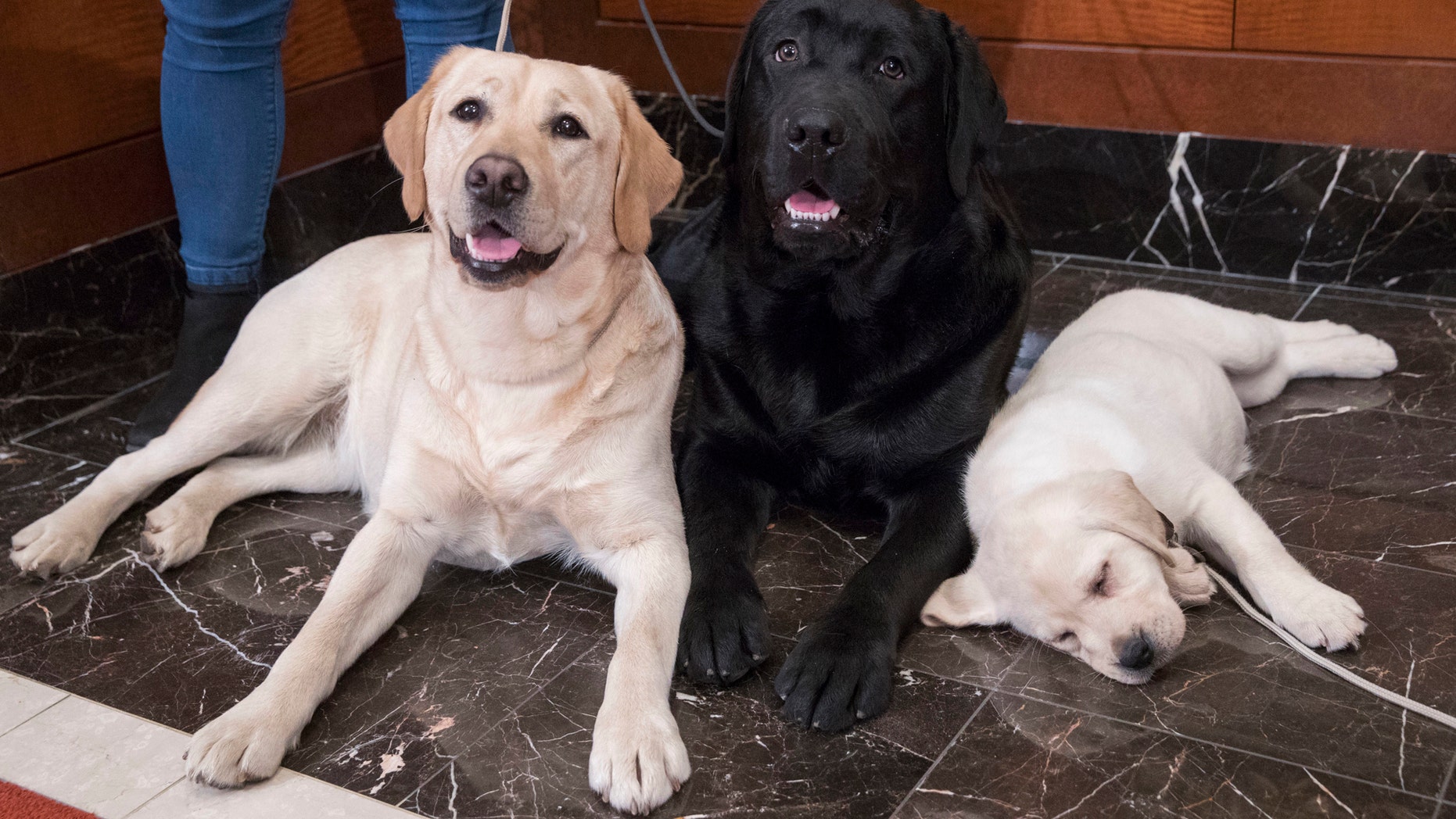 FILE- In this March 28, 2018 file photo, Labrador retrievers Soave, 2, left, and Hola, 10-months, pose for photographs as Harbor, 8-weeks, takes a nap during a news conference at the American Kennel Club headquarters in New York. The Labrador retriever is the American Kennel Club's most popular U.S. purebred dog of 2018. Labs topped the list for the 28th year in a row. (AP Photo/Mary Altaffer, File)