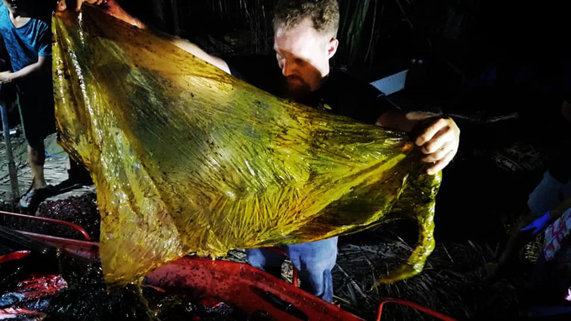Scientists have removed 88 lbs of plastic bags from a dead whale's stomach in the Philippines