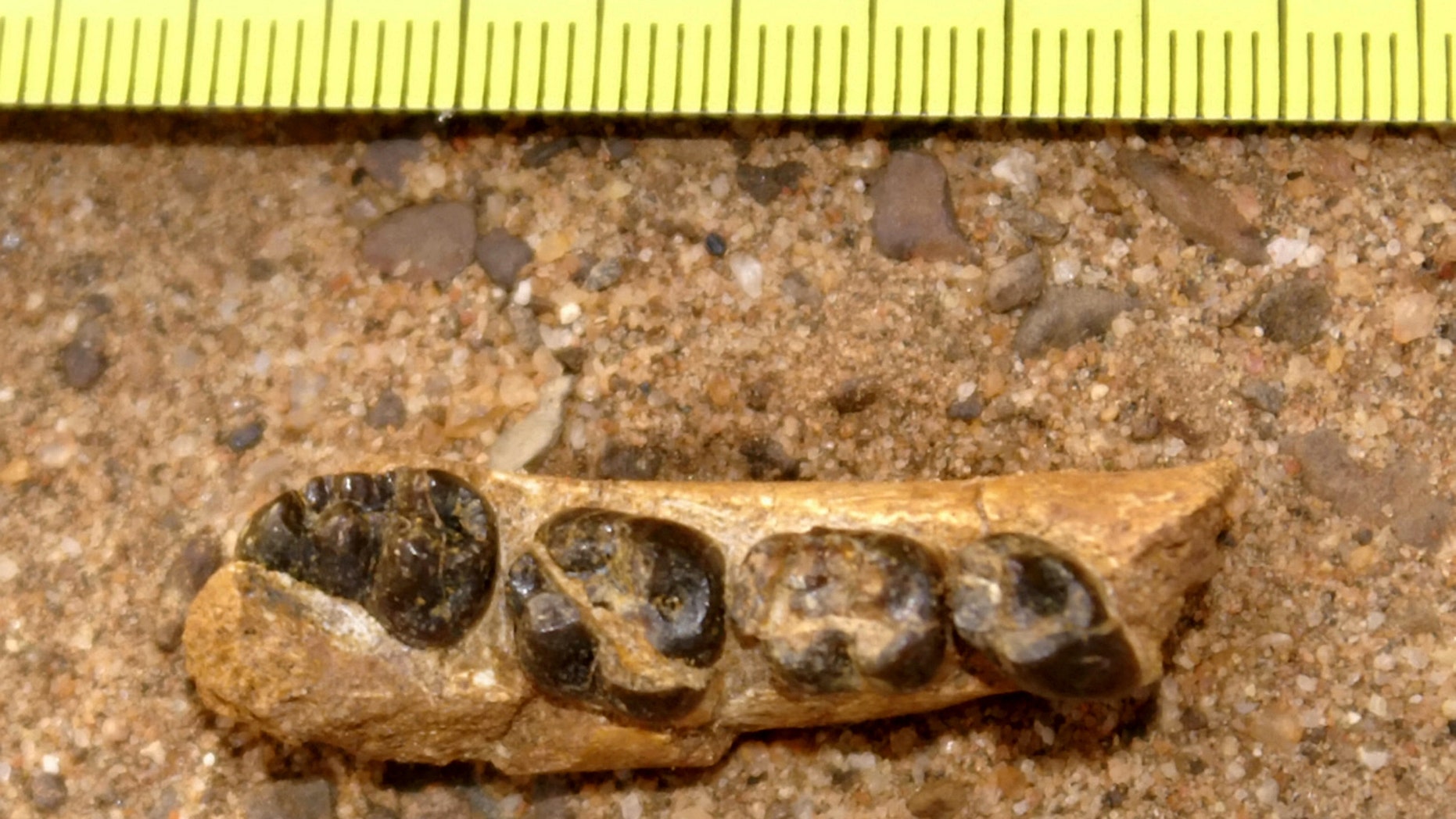 A fossil jaw of the recently discovered Old World Old Monkey named Alophia. It is 22 million years old. The teeth of a new fossil monkey uncovered in the Badlands in northwestern Kenya help fill a 6-million-year gap in the evolution of Old World monkeys, according to a study by American and Kenyan scientists published in the Proceedings the National Academy of Sciences was published. (Credt: SWNS)